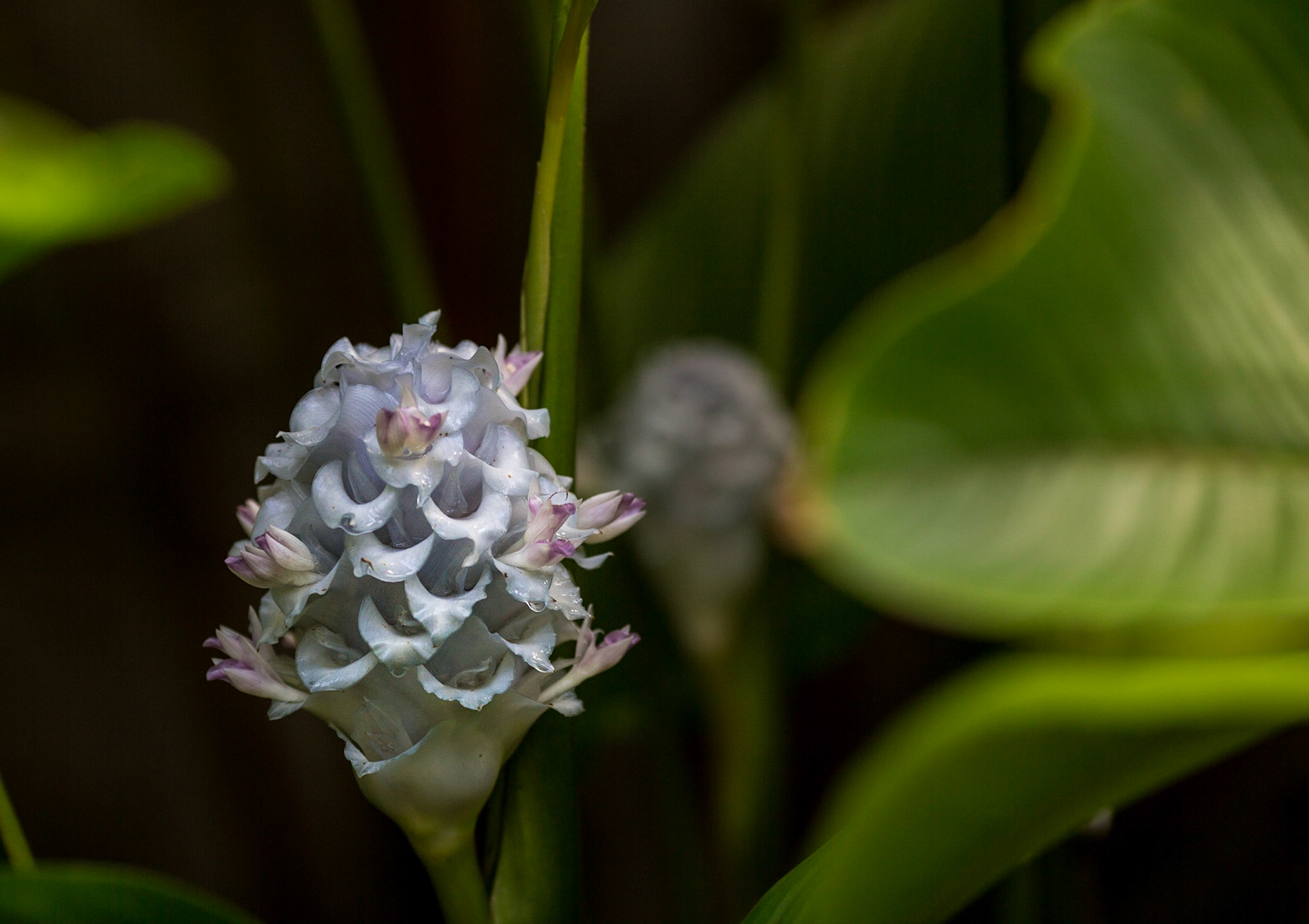 Flowers-1363