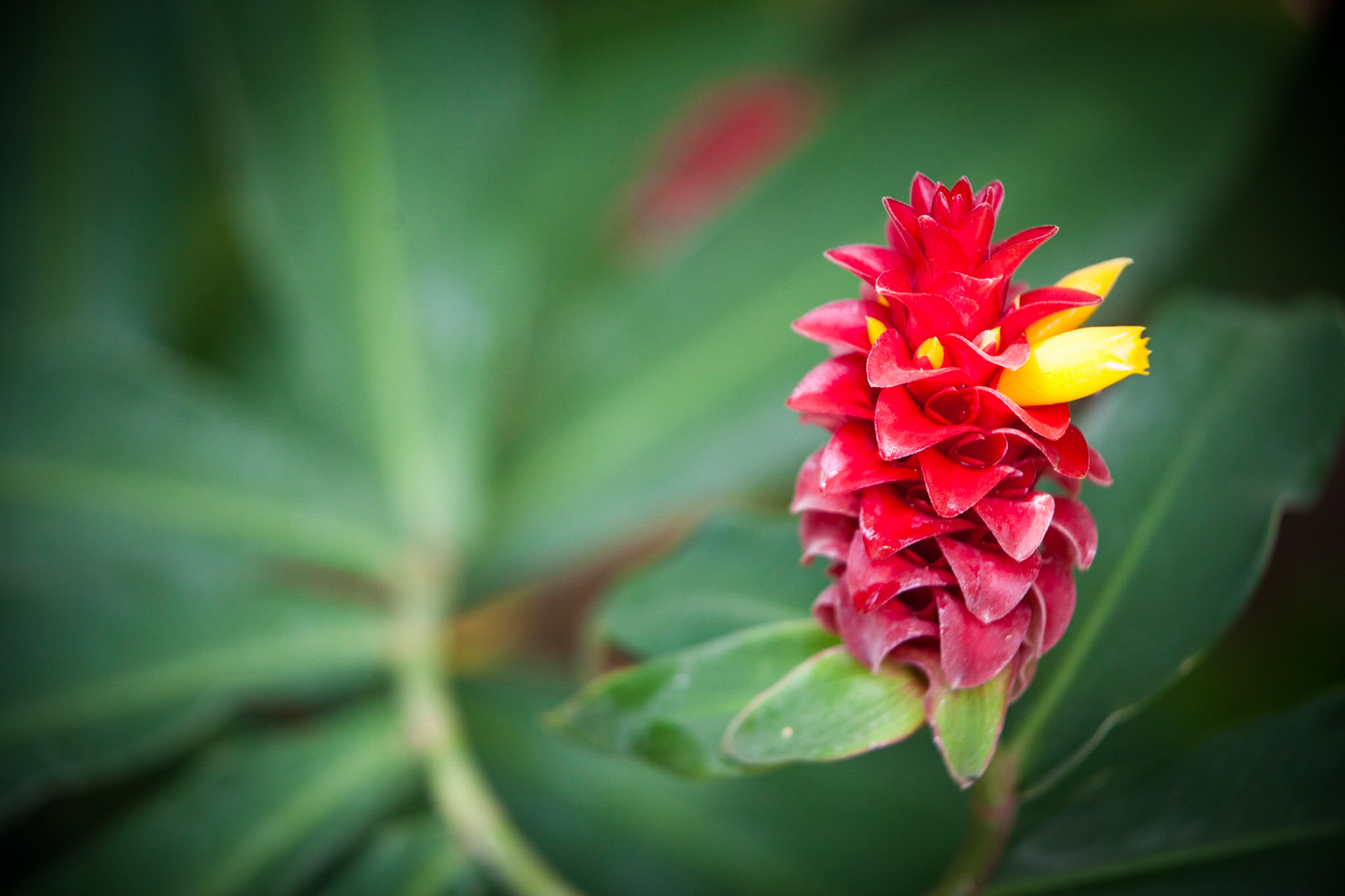 Flowers-1311