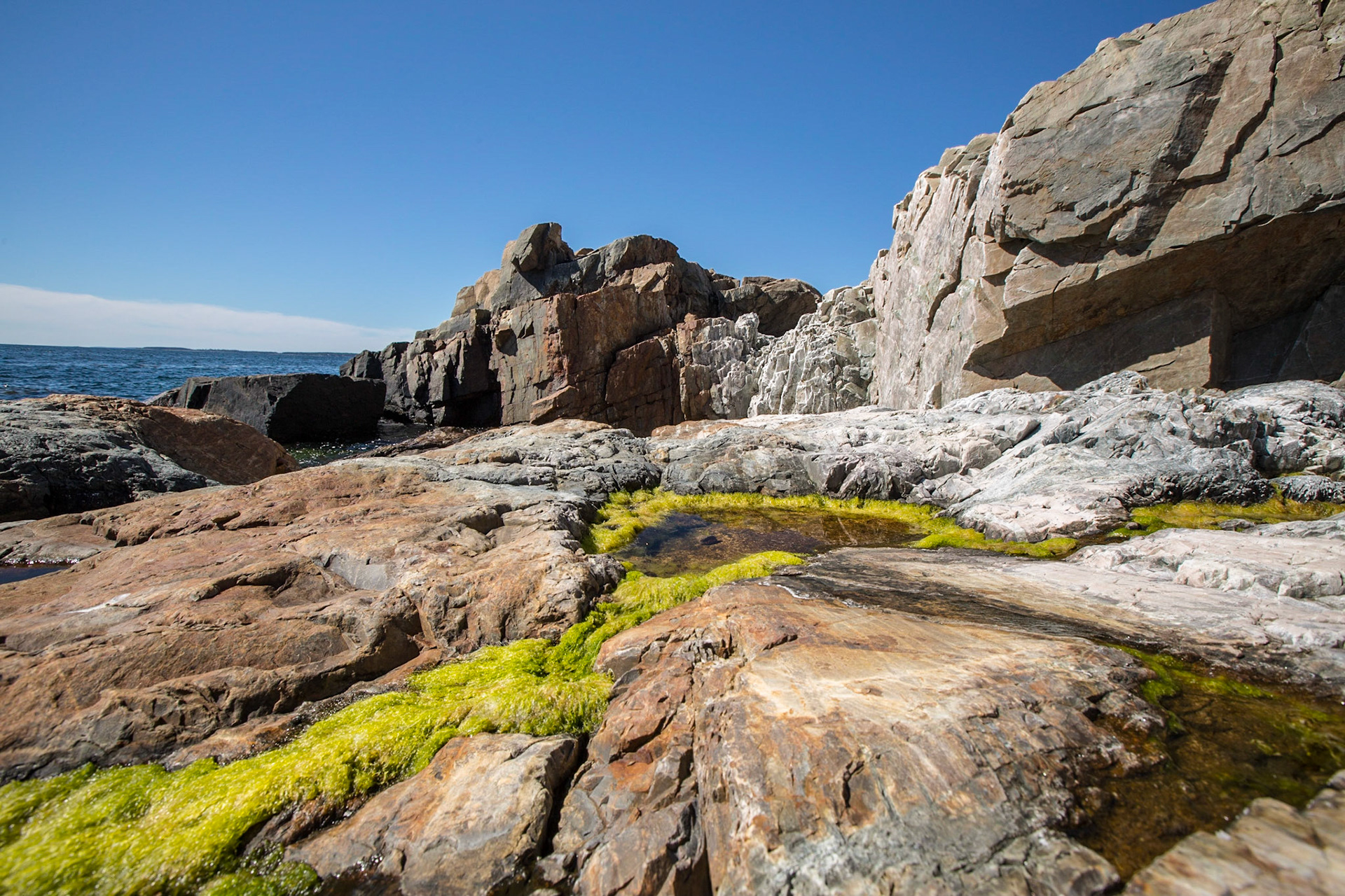 Neon Algae in Tide Pools - 1769