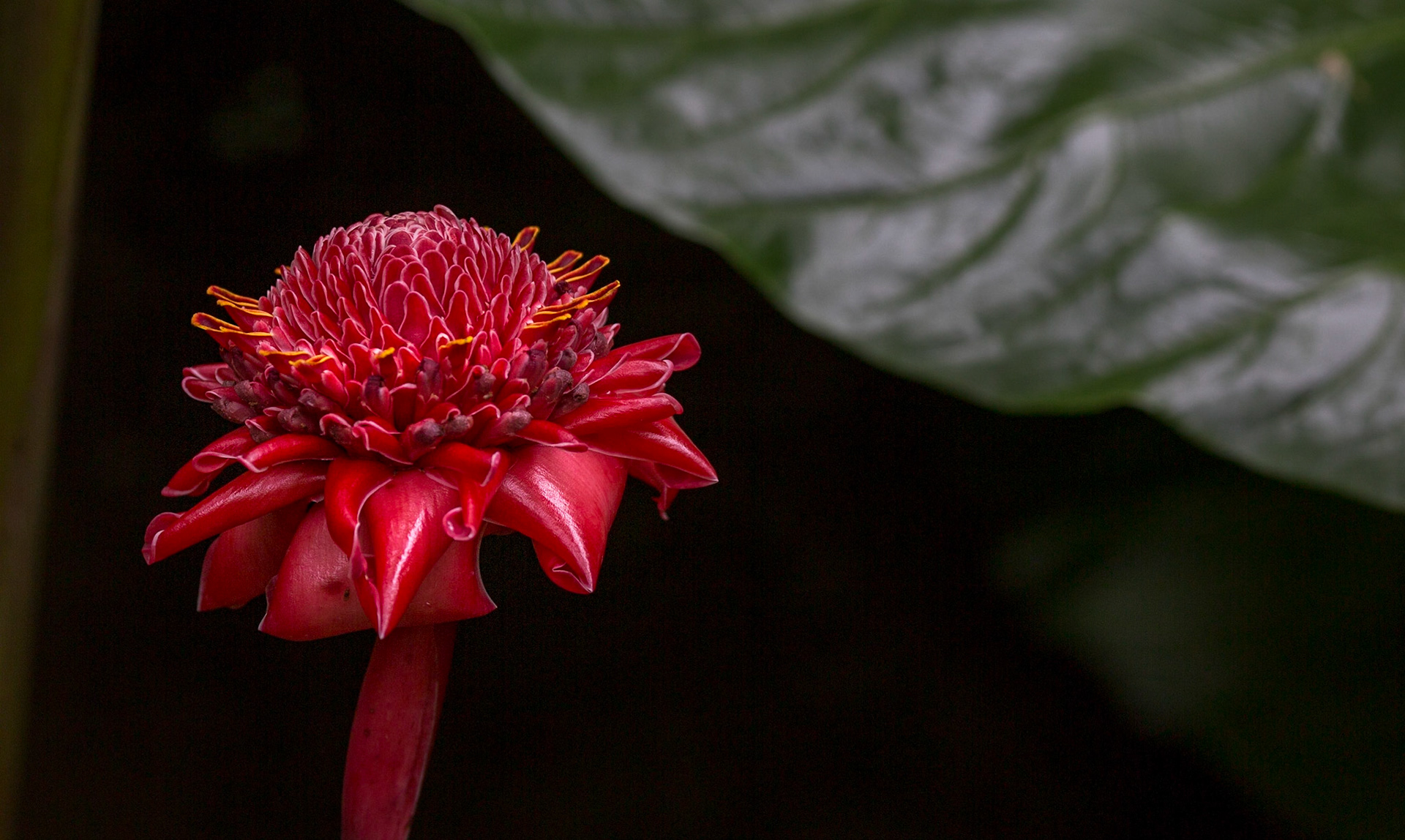 Flowers-1377
