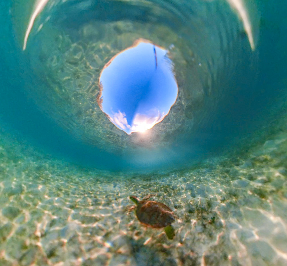 Turtle in the Hole