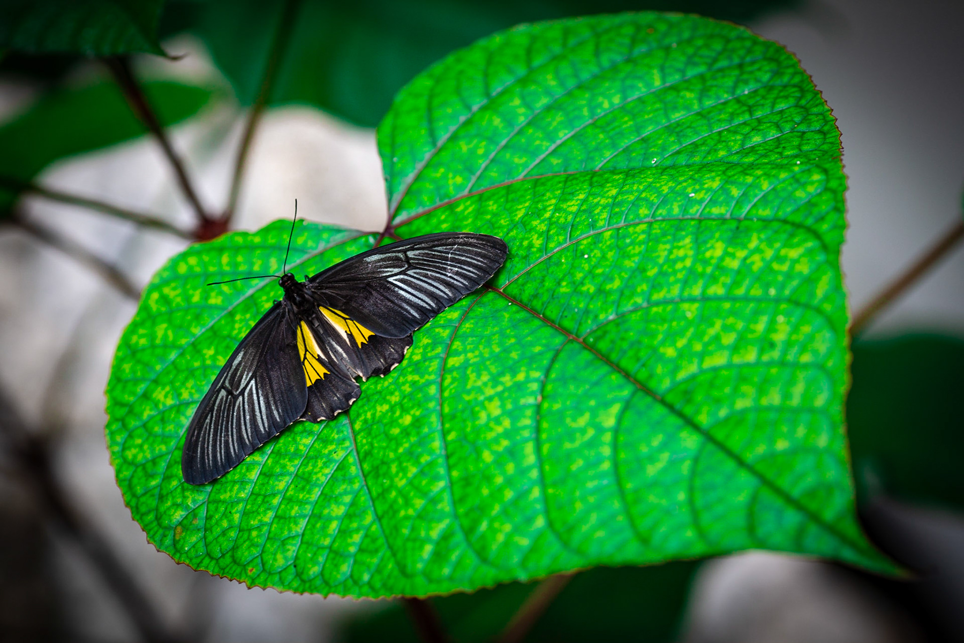 Birdwing on a Leaf - 1275