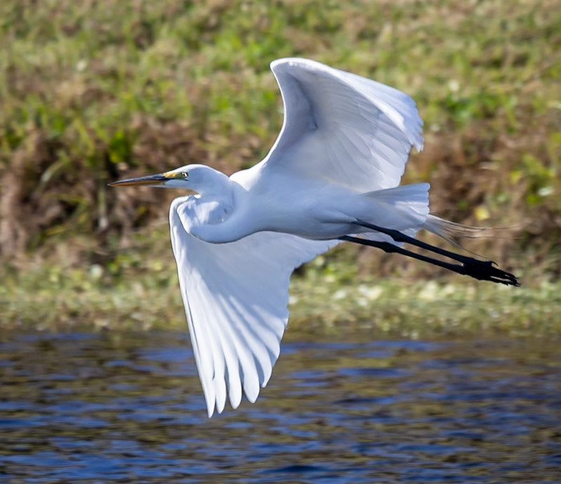 Great Egret 1