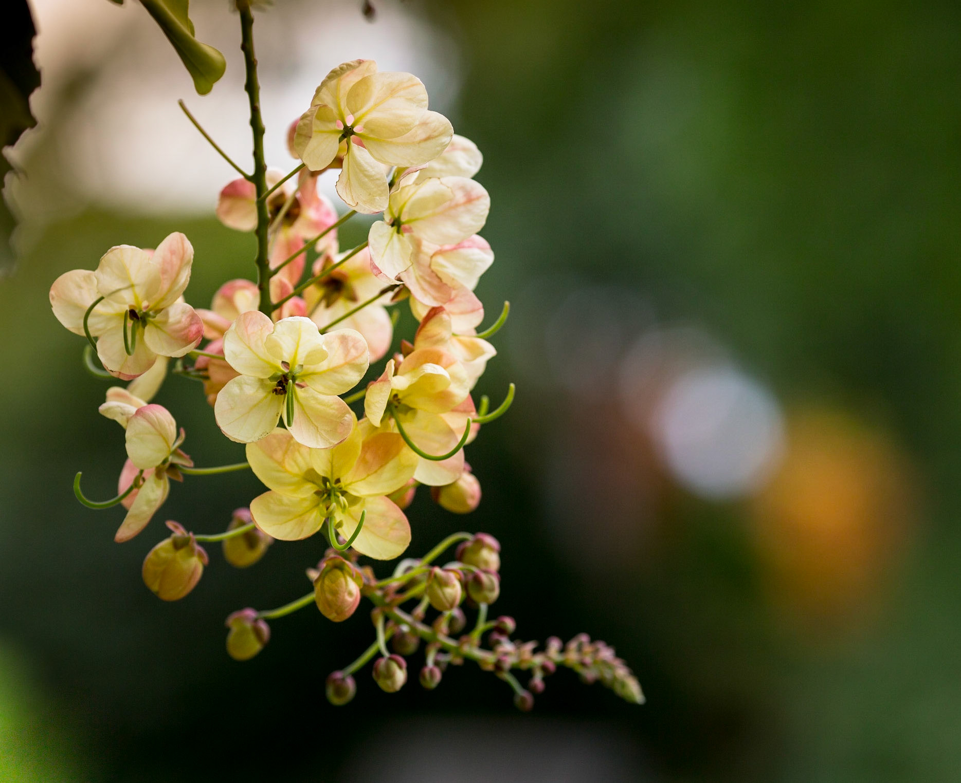 Flowers-1378