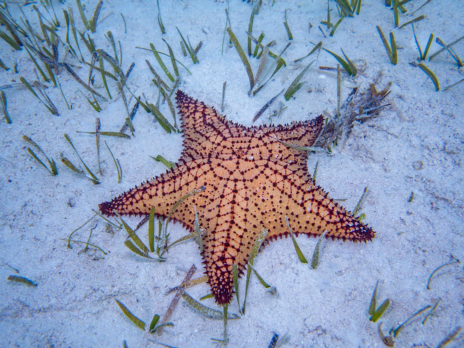 Starfish-2209