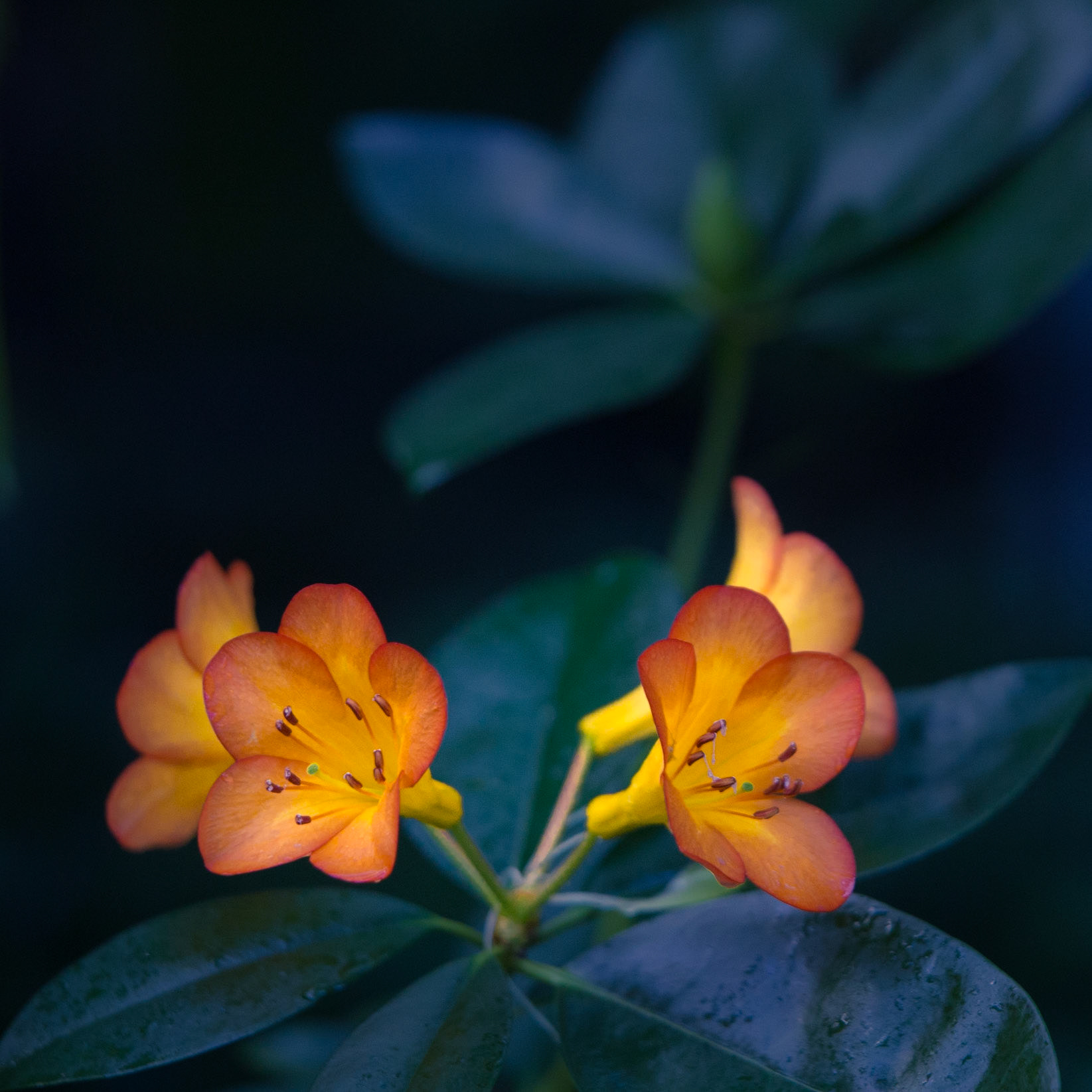 Flowers-1307