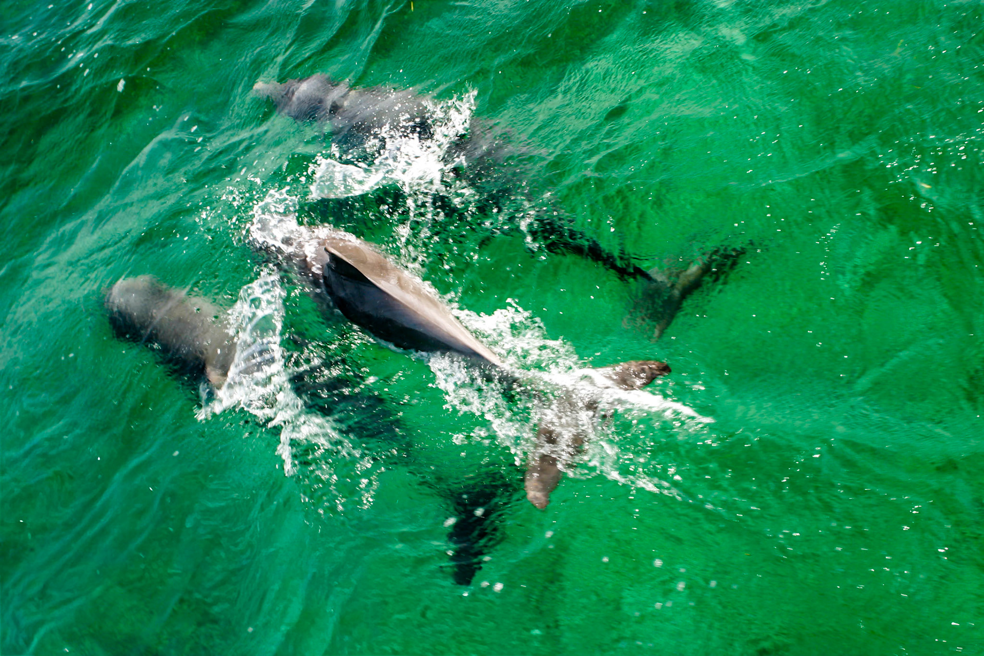 Dolphins - 4226