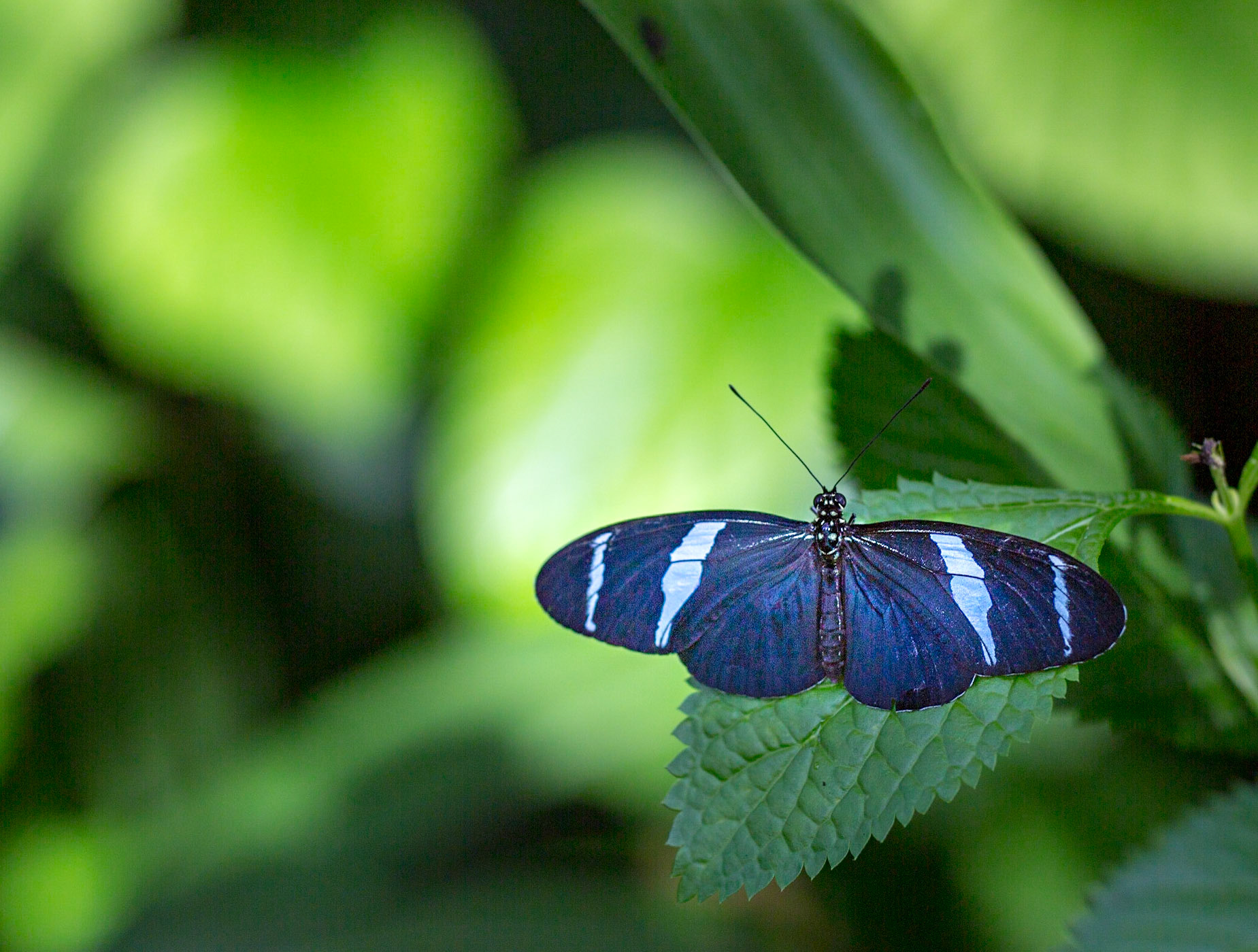 Sara Longwing - 1256