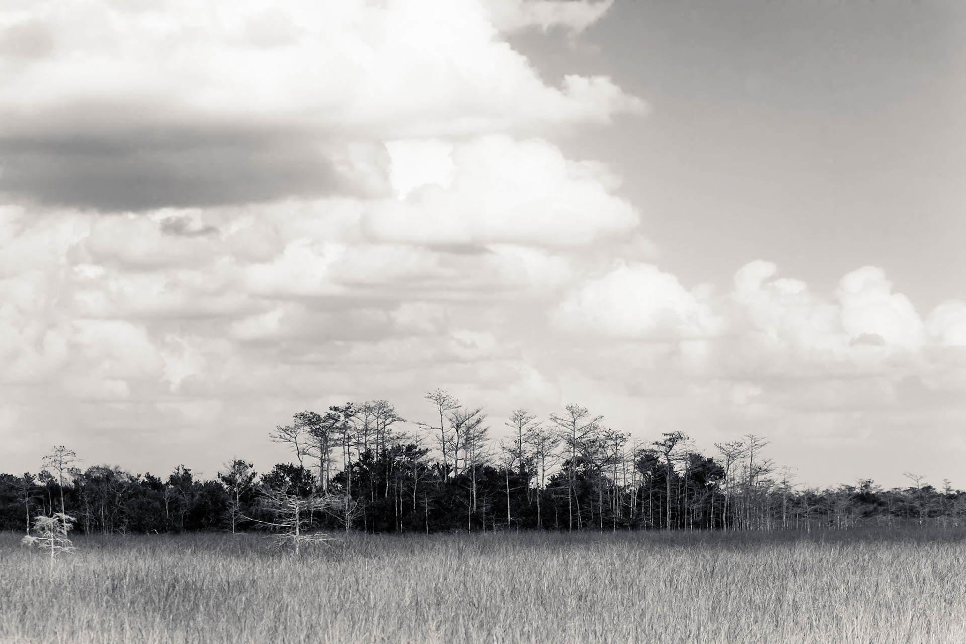 Sawgrass Prairie in Monochrome