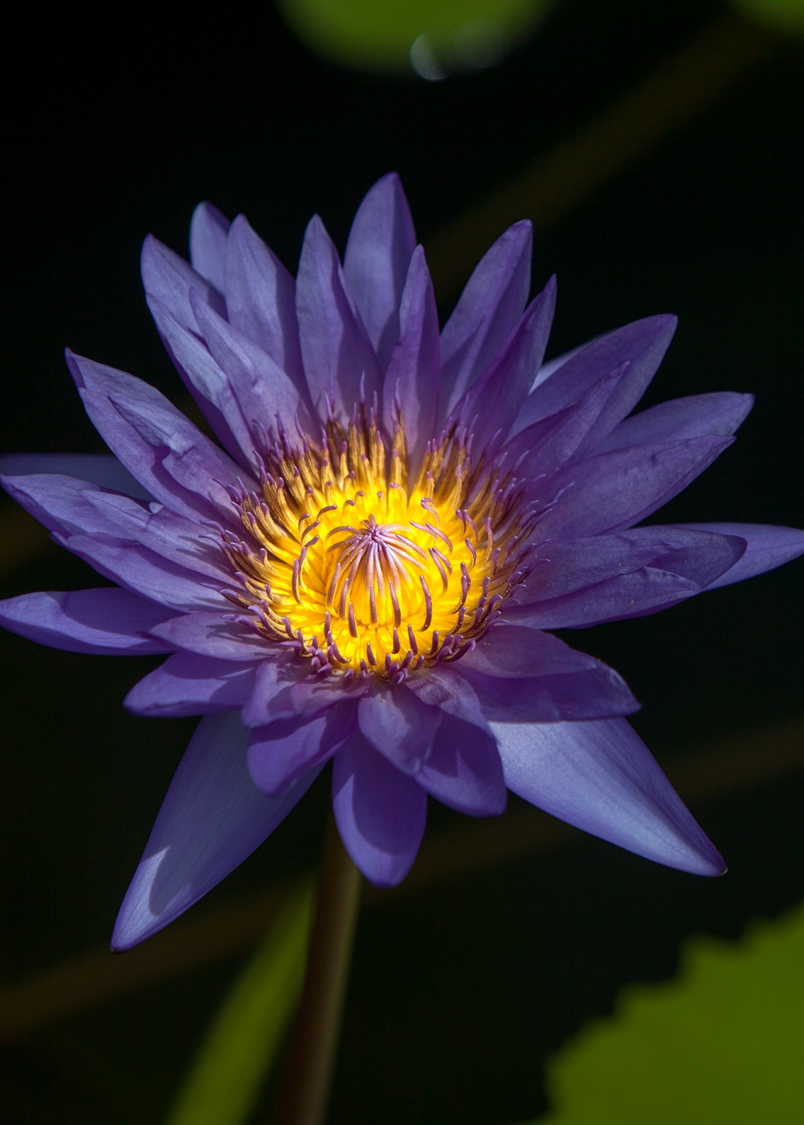 Flowers-1319