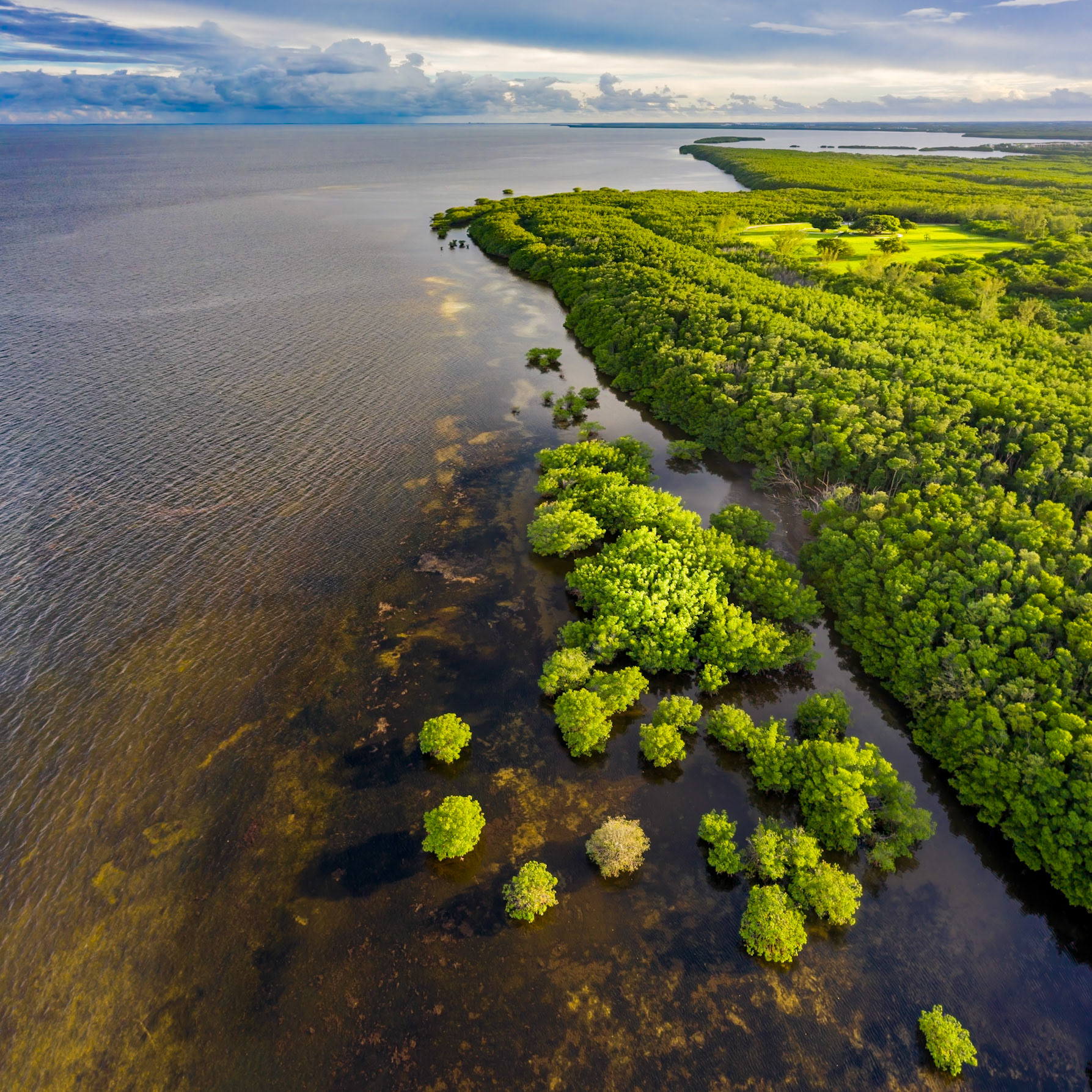 Mangrove Shore - 464