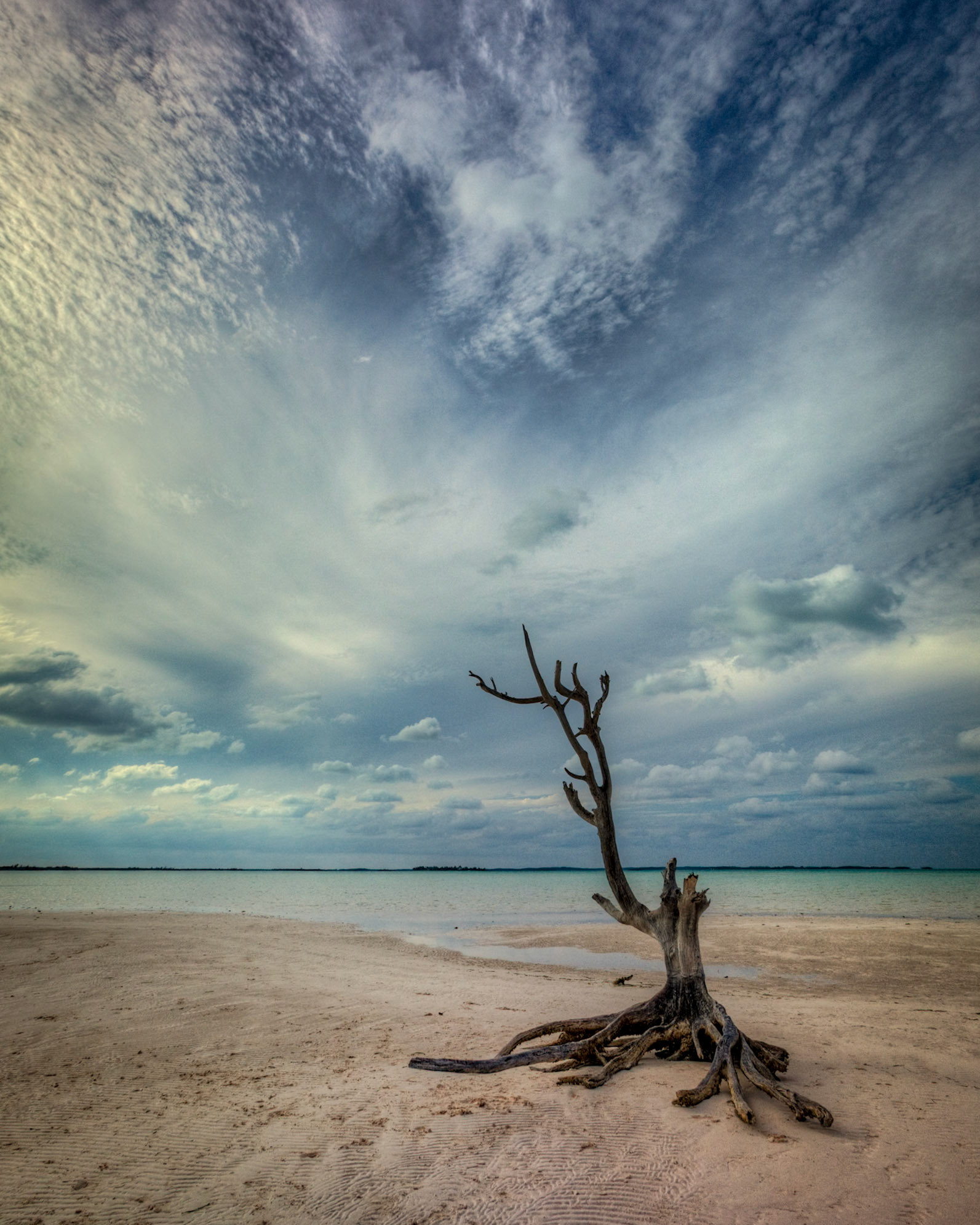 Driftwood - 009