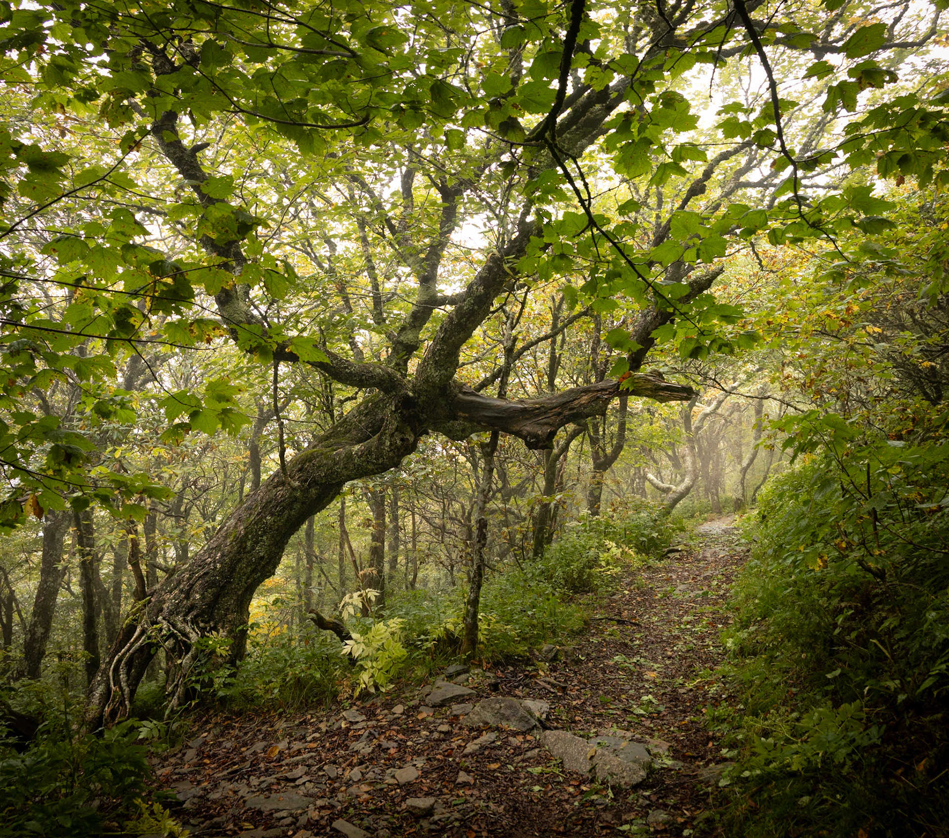The Leaning Tree 0557