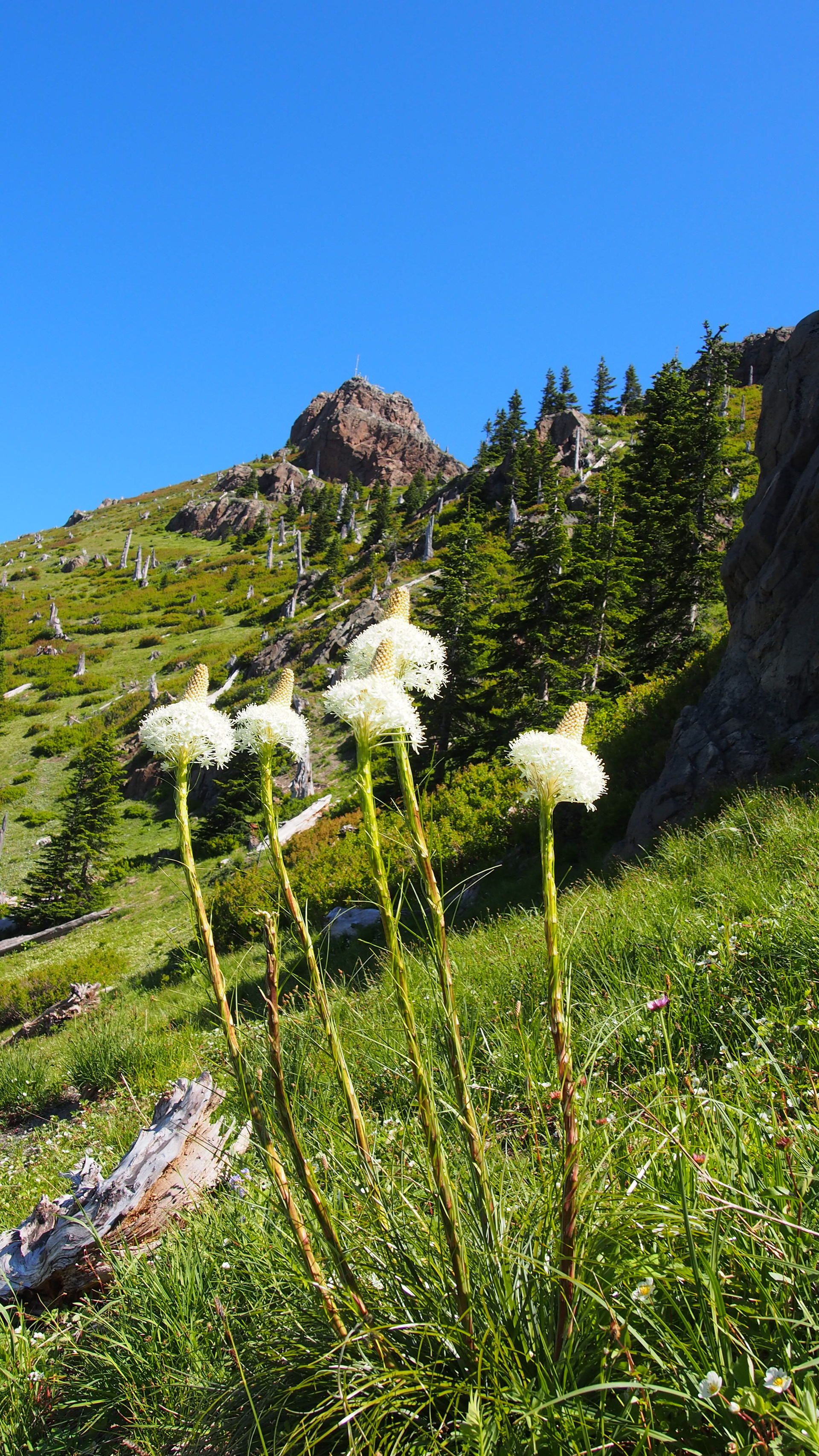 Coldwater Lake Trail, Mount Saint Helens Oregon, 2025 