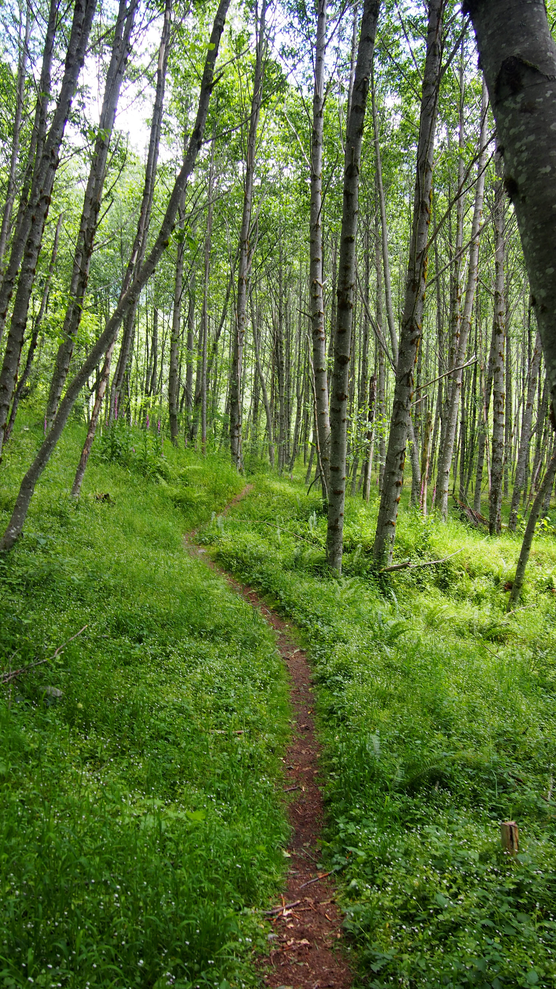 Coldwater Lake Trail, Mount Saint Helens Oregon, 2025 