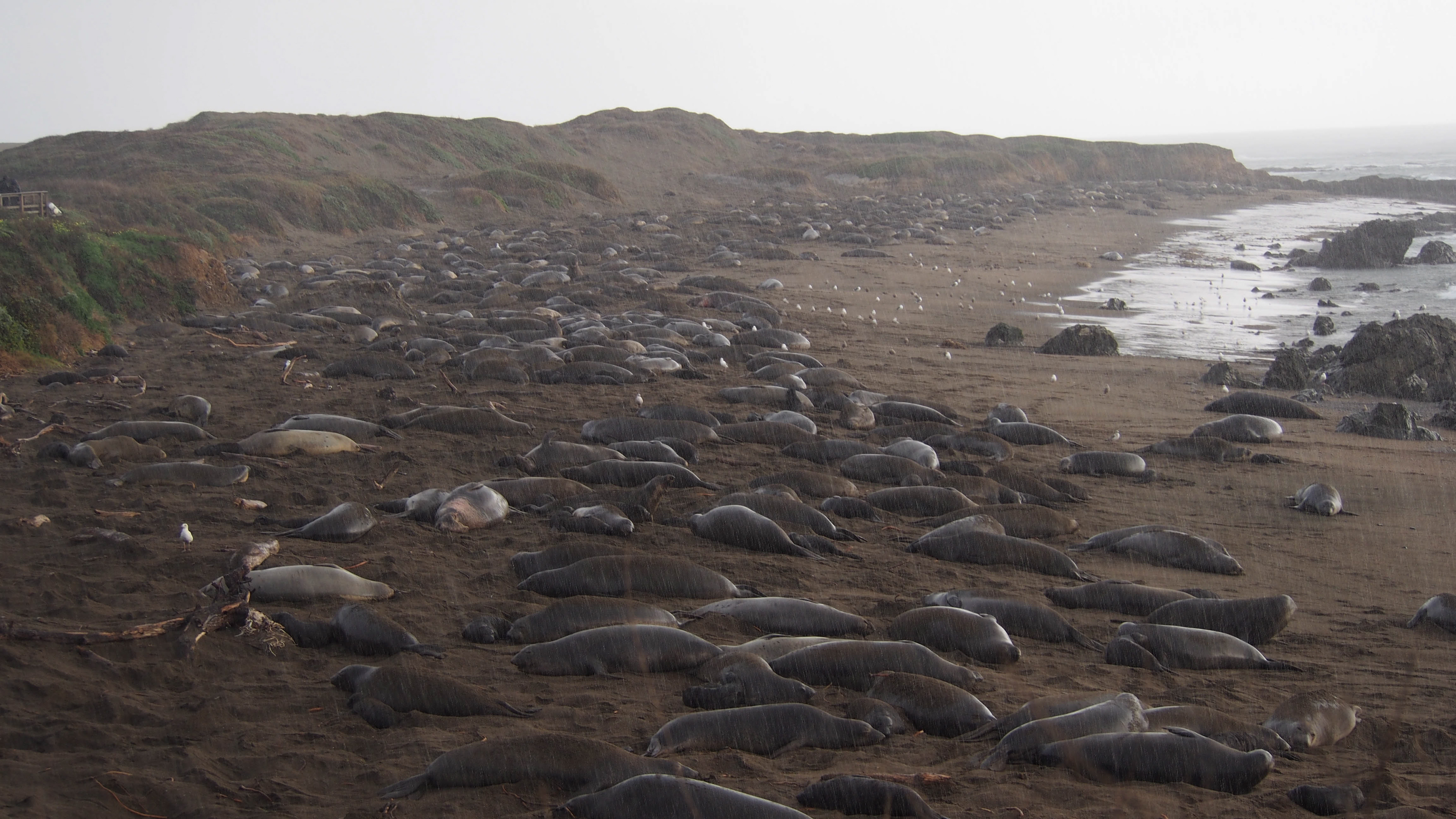 Elephant Seal Vista Point, 2025