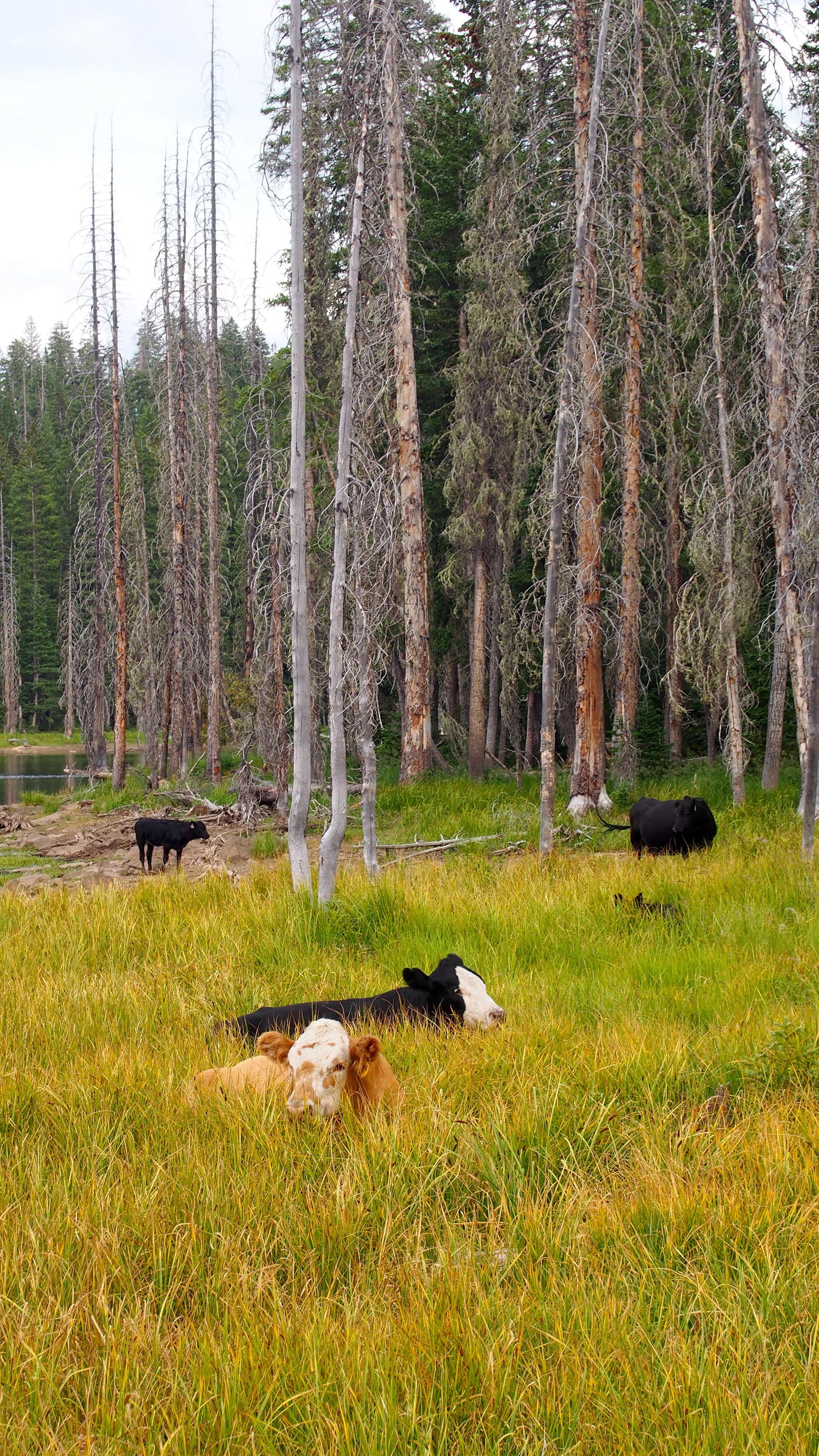 Craigs Crest Trail, Colorado, 2025