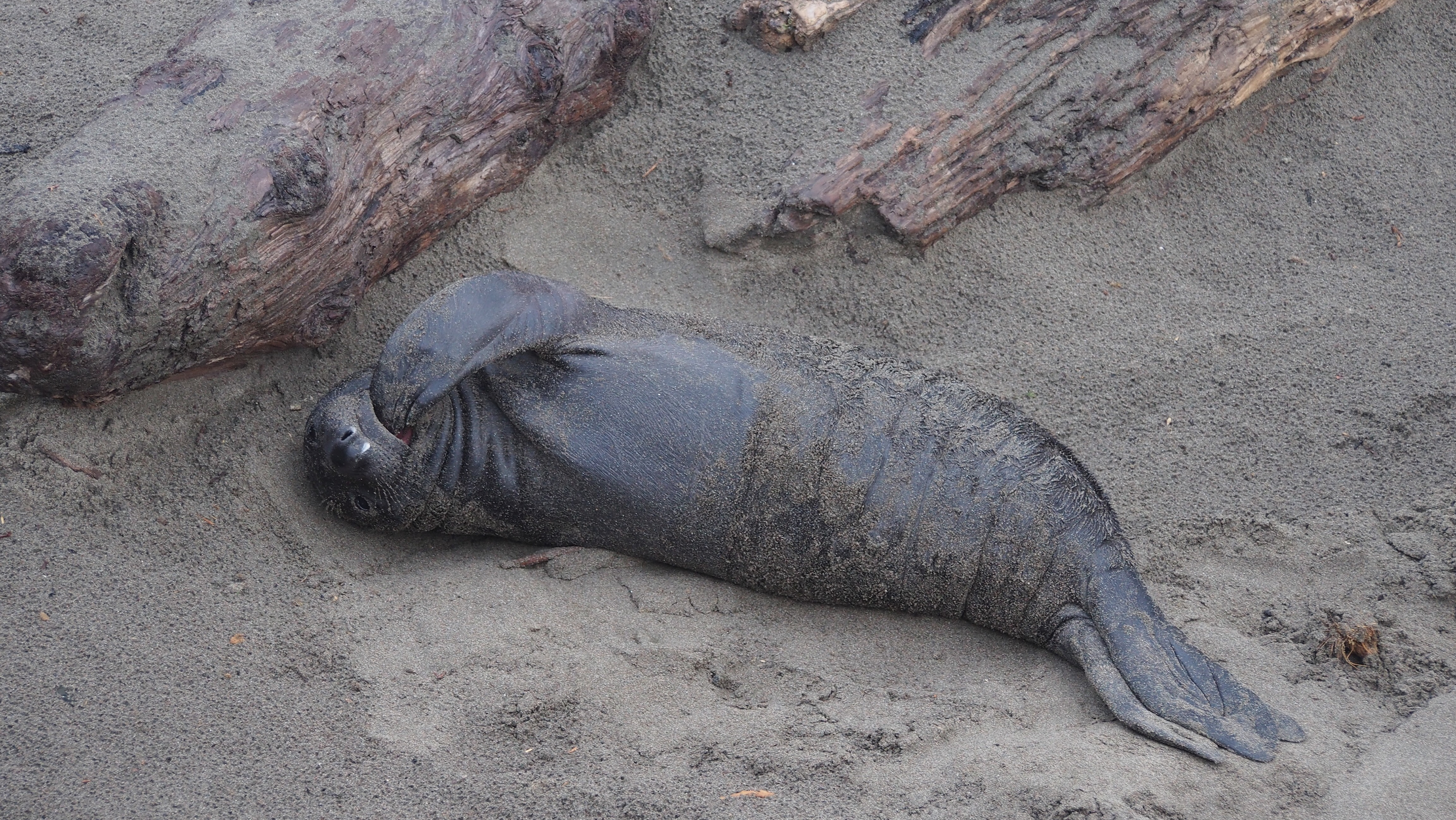 Elephant Seal Vista Point, 2025