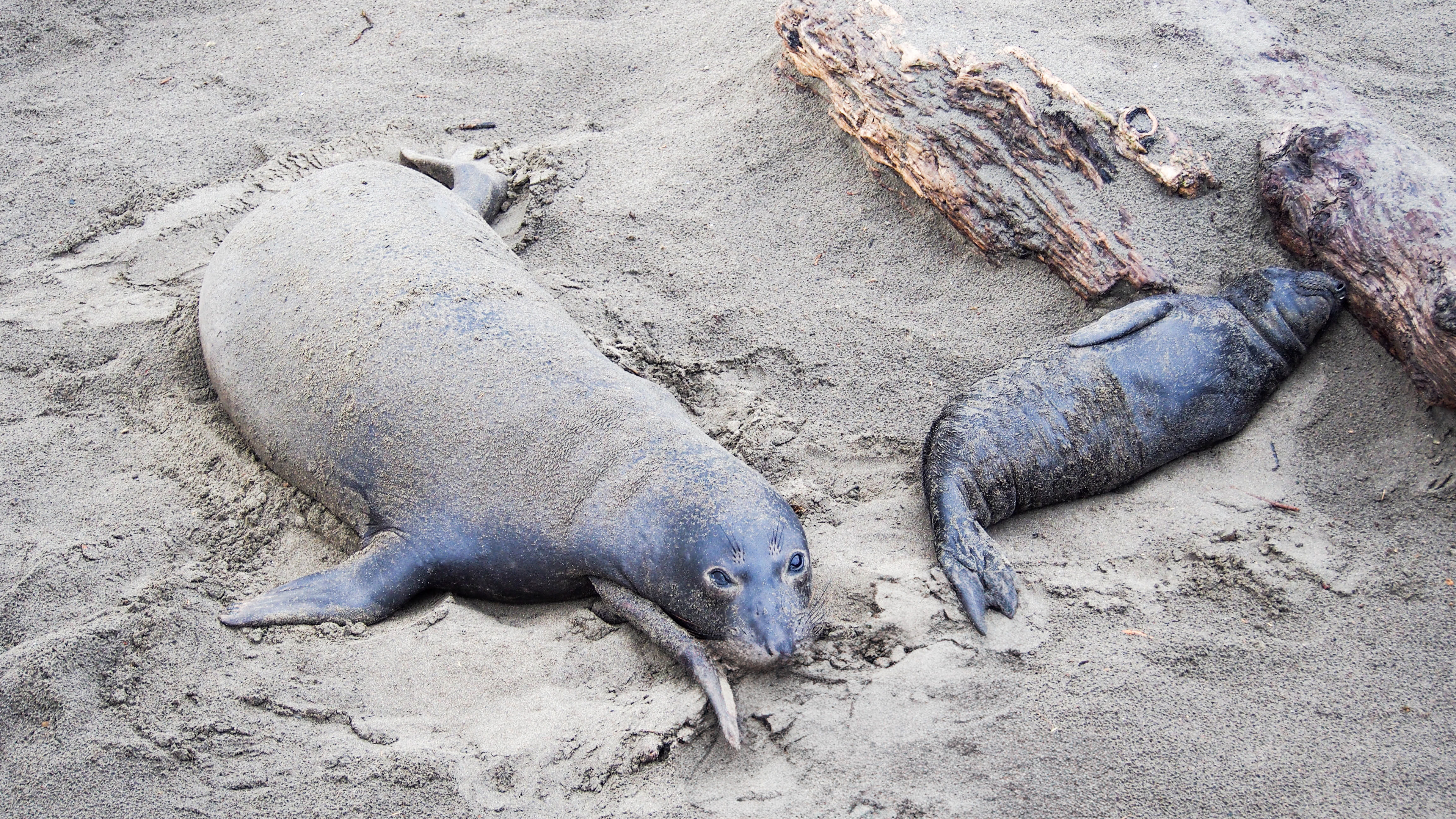 Elephant Seal Vista Point, 2025