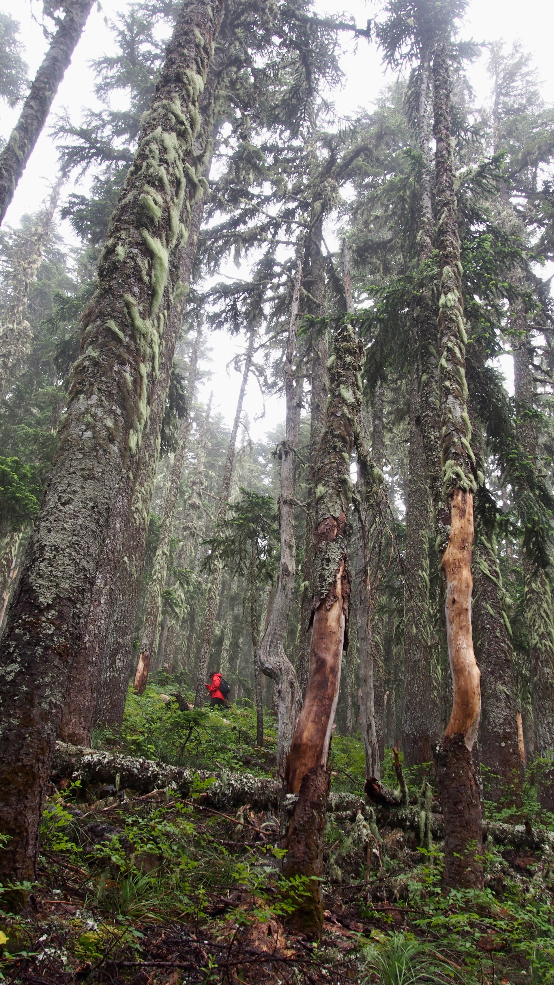 Starvation Mountain, The Gorge, 2026