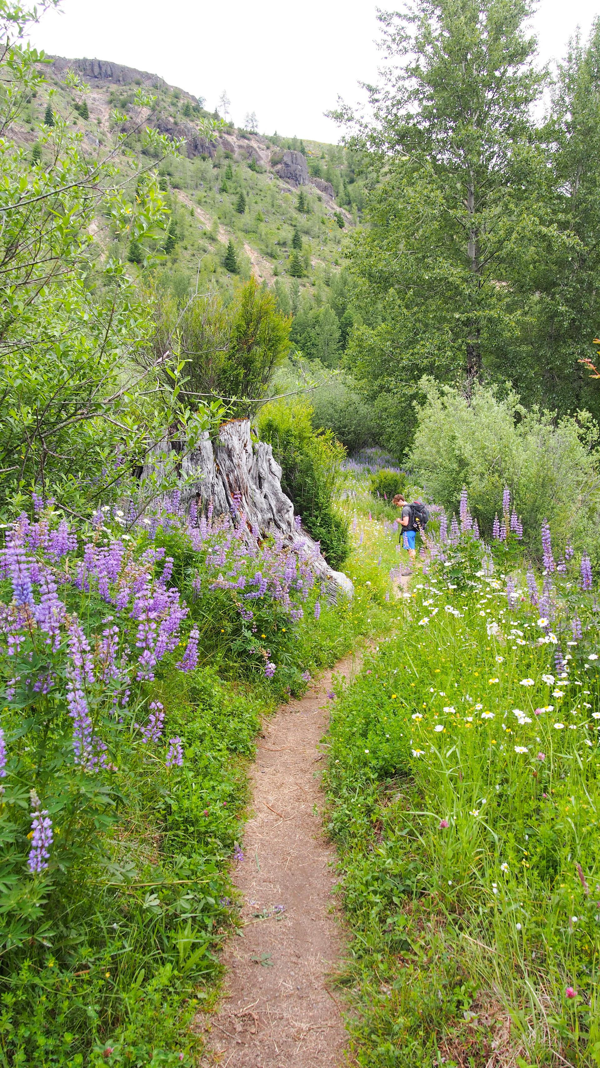 Coldwater Lake Trail, Mount Saint Helens Oregon, 2025 