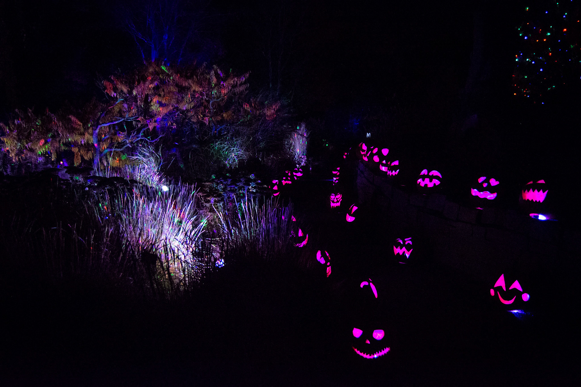 Quoted, purchased, & implemented new pumpkin lighting technique to increase sustainability by reducing battery operated lights
