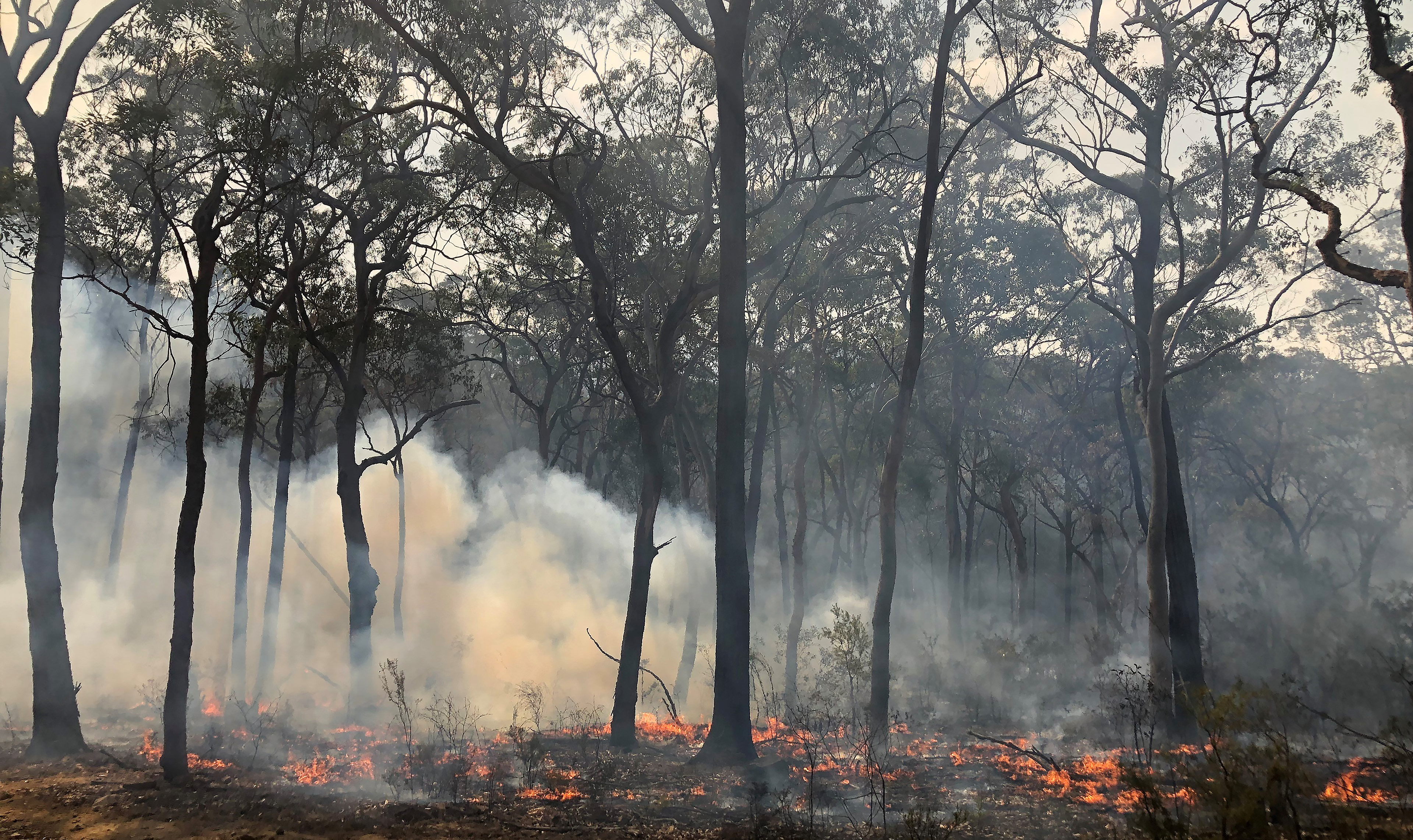 2019 Bushfires, NSW