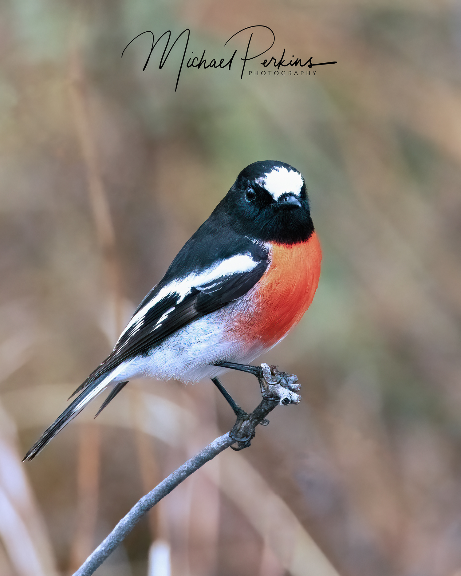 Scarlet Robin