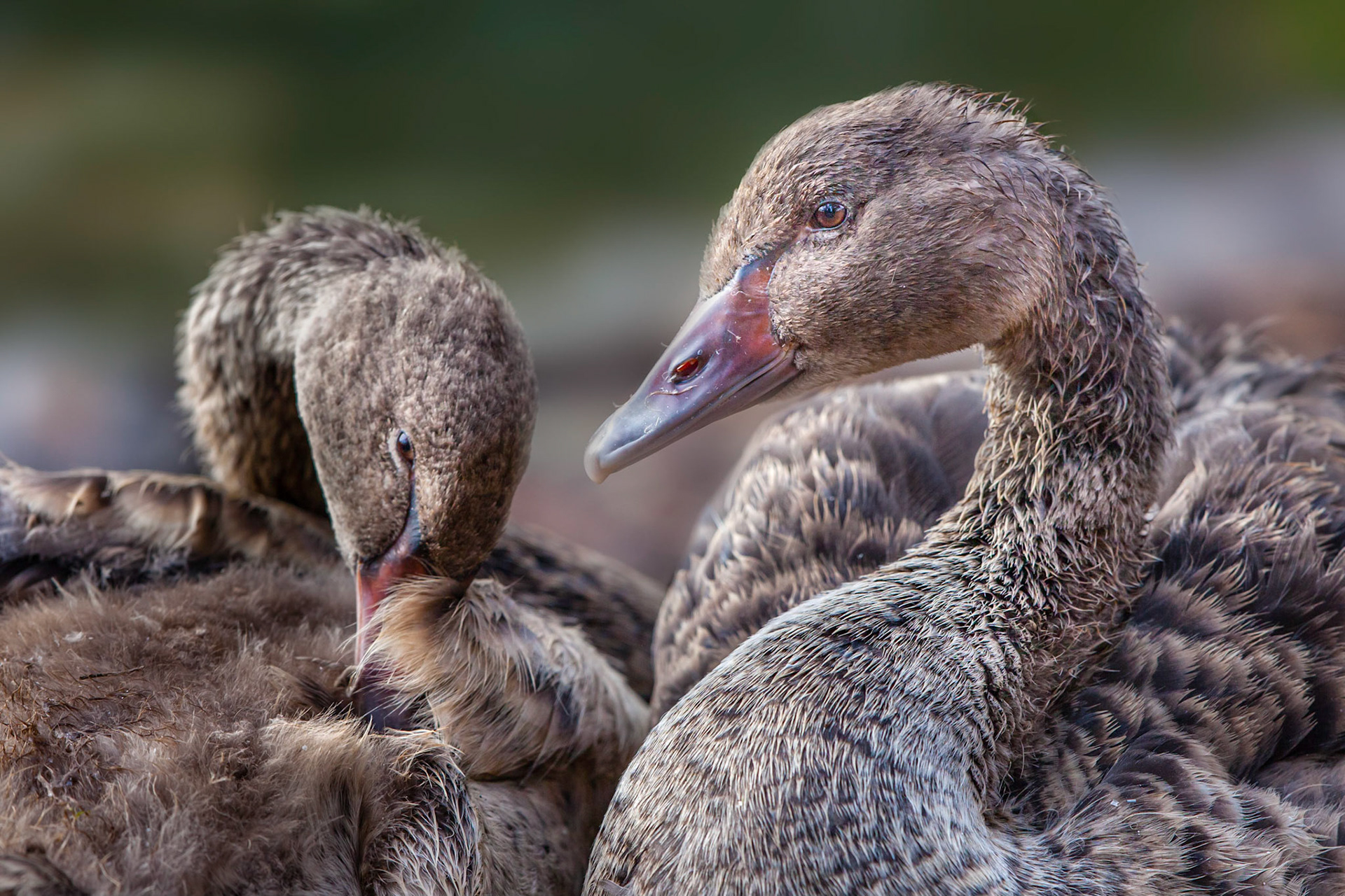 juvenile Black swans