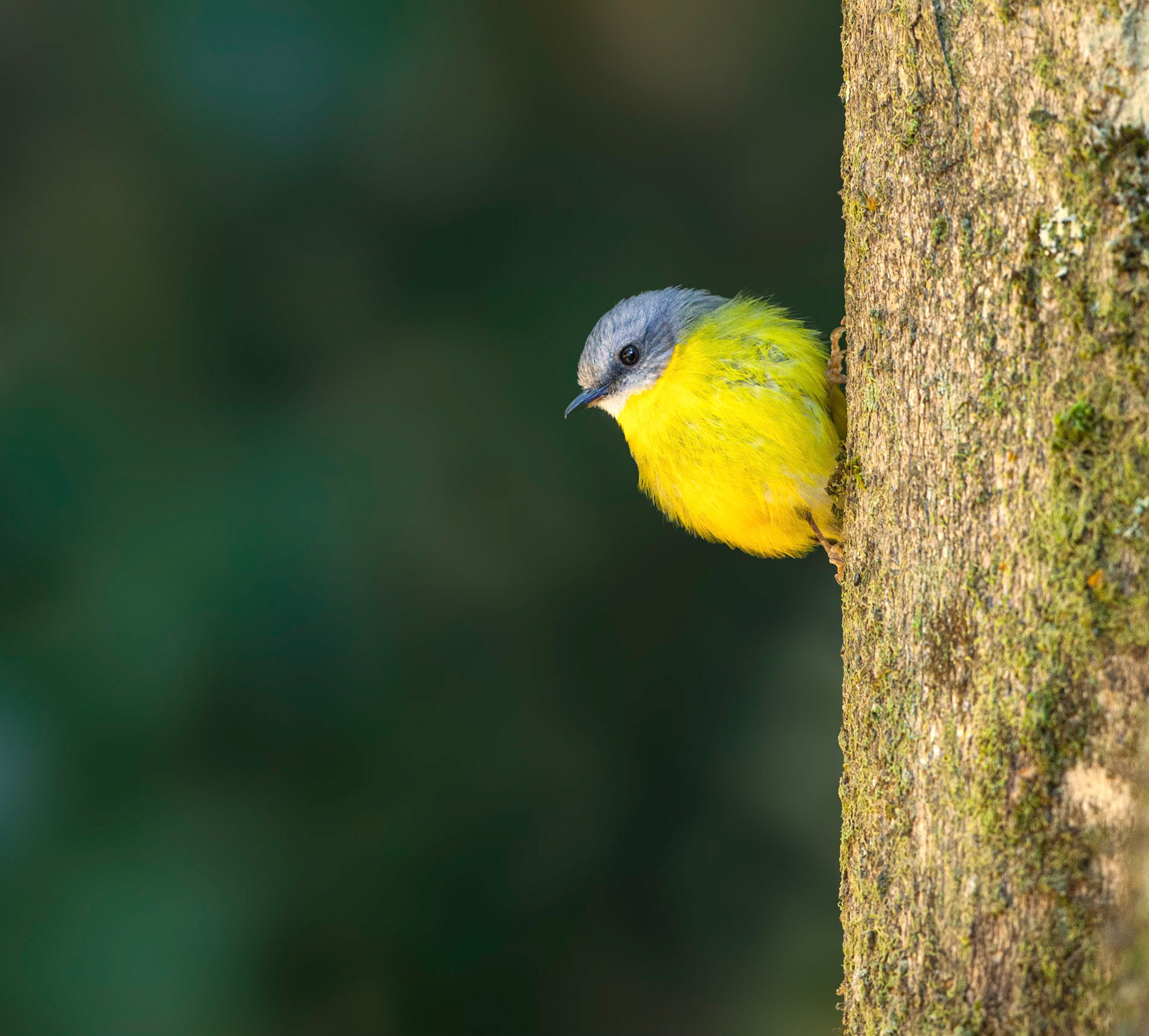 Eastern Yellow Robin