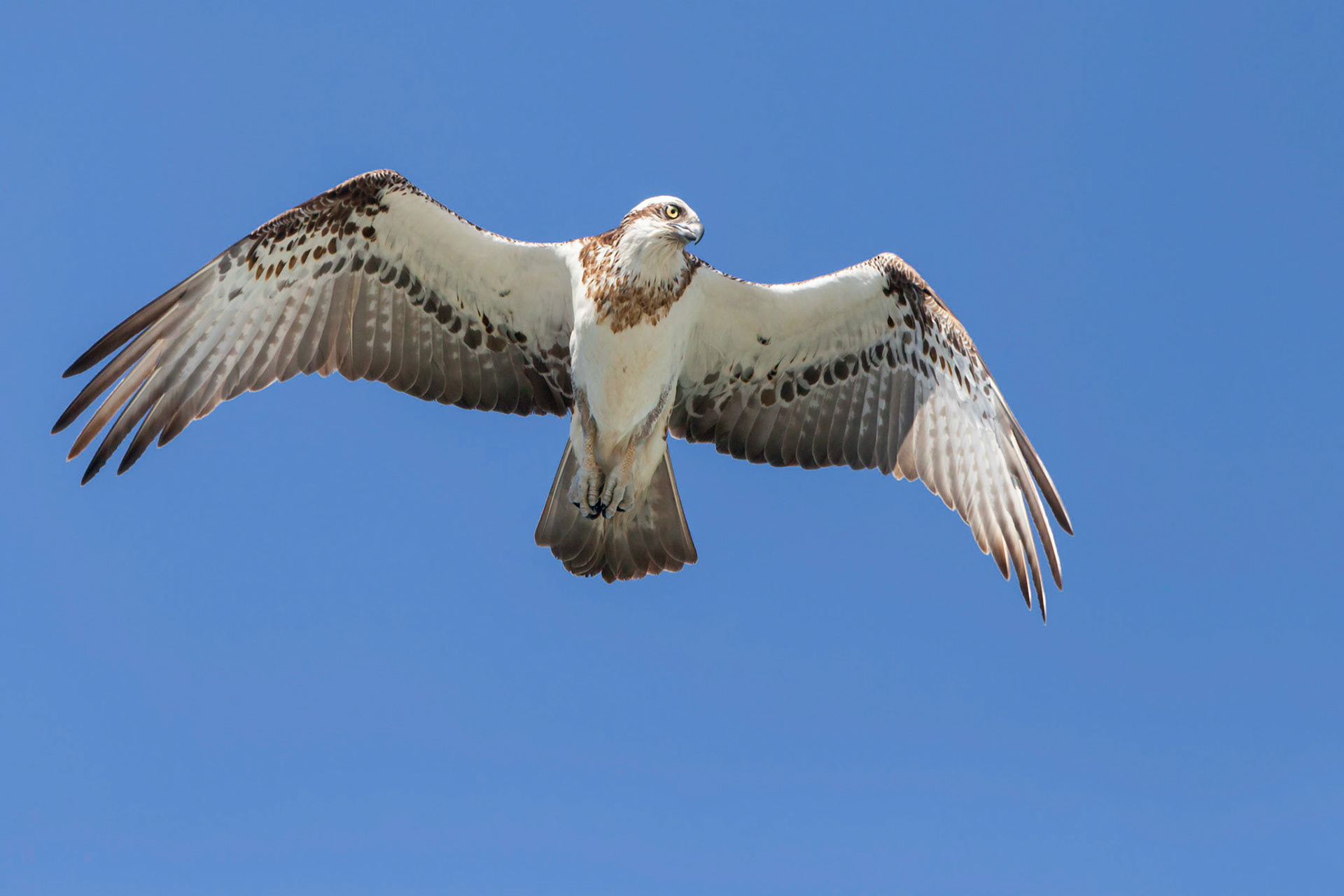 Eastern Osprey