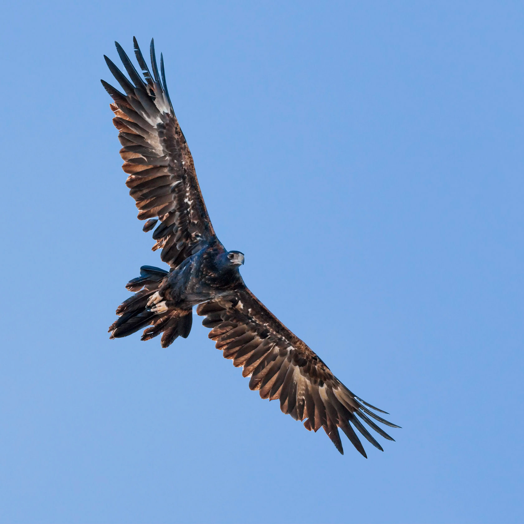 Wedge-tailed eagle