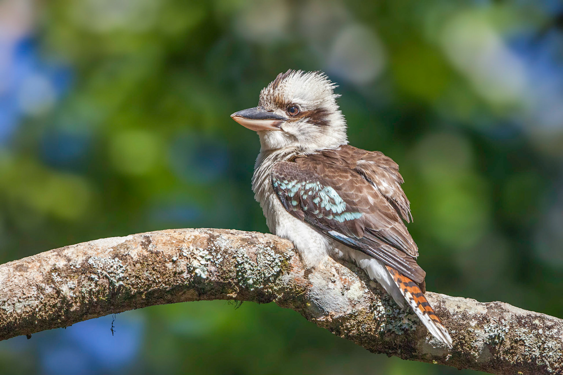 Kookaburra