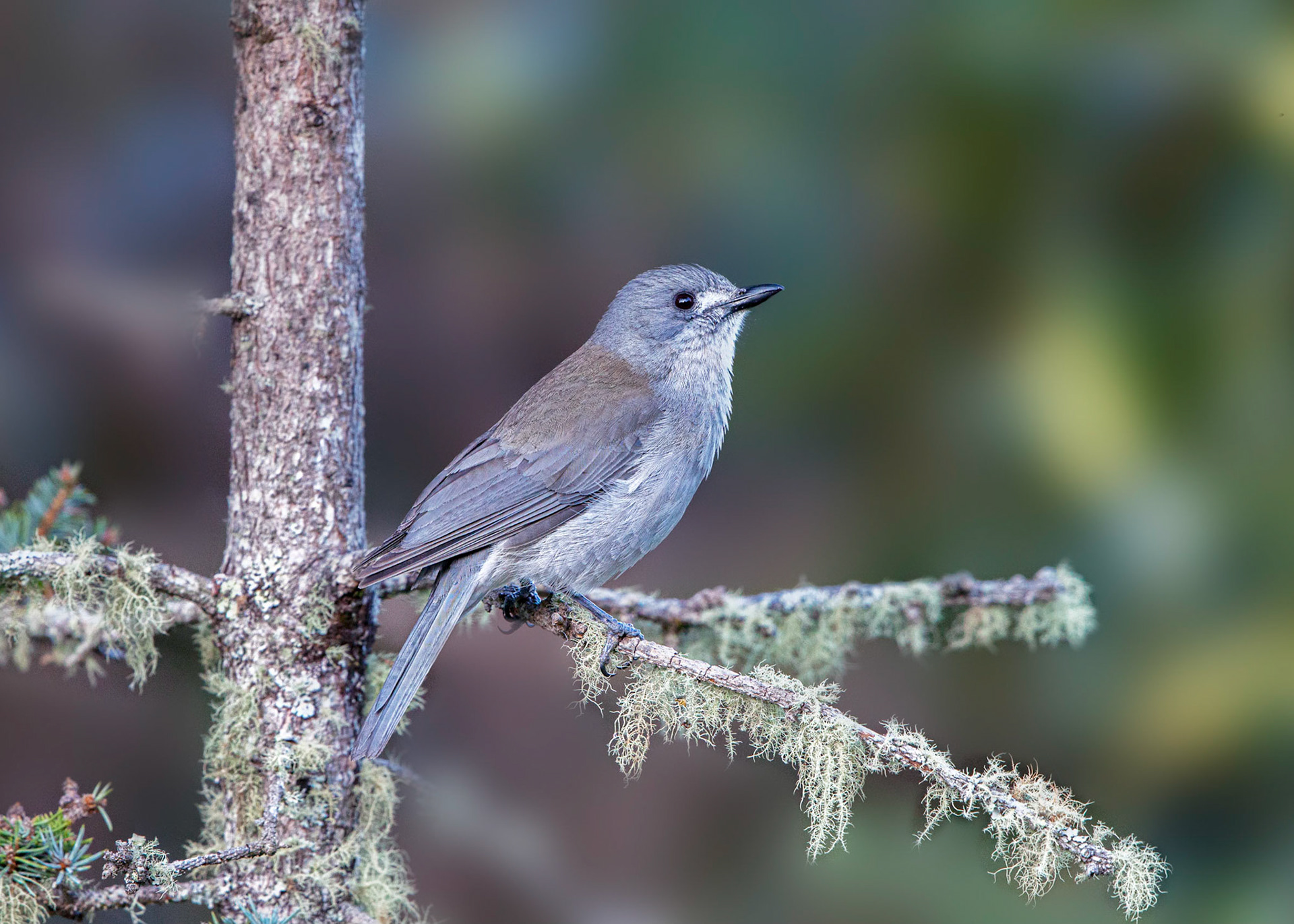 Grey shrikethrush