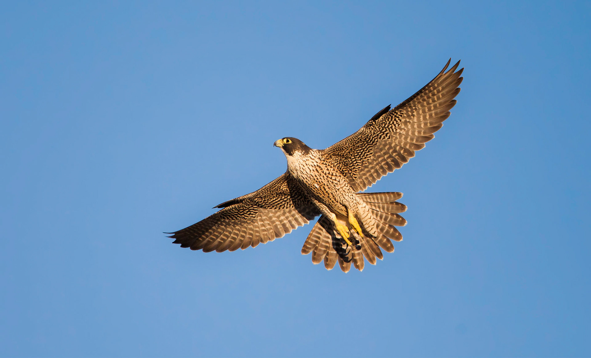 Peregrine falcon
