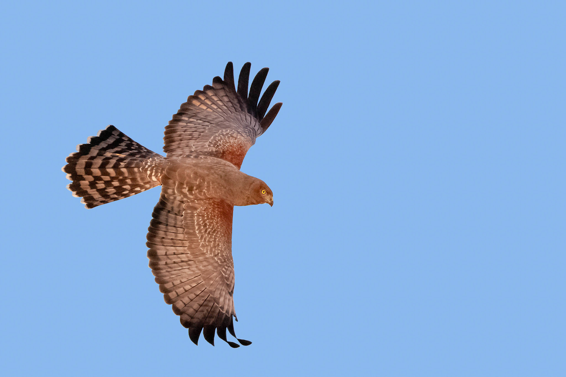 Spotted harrier