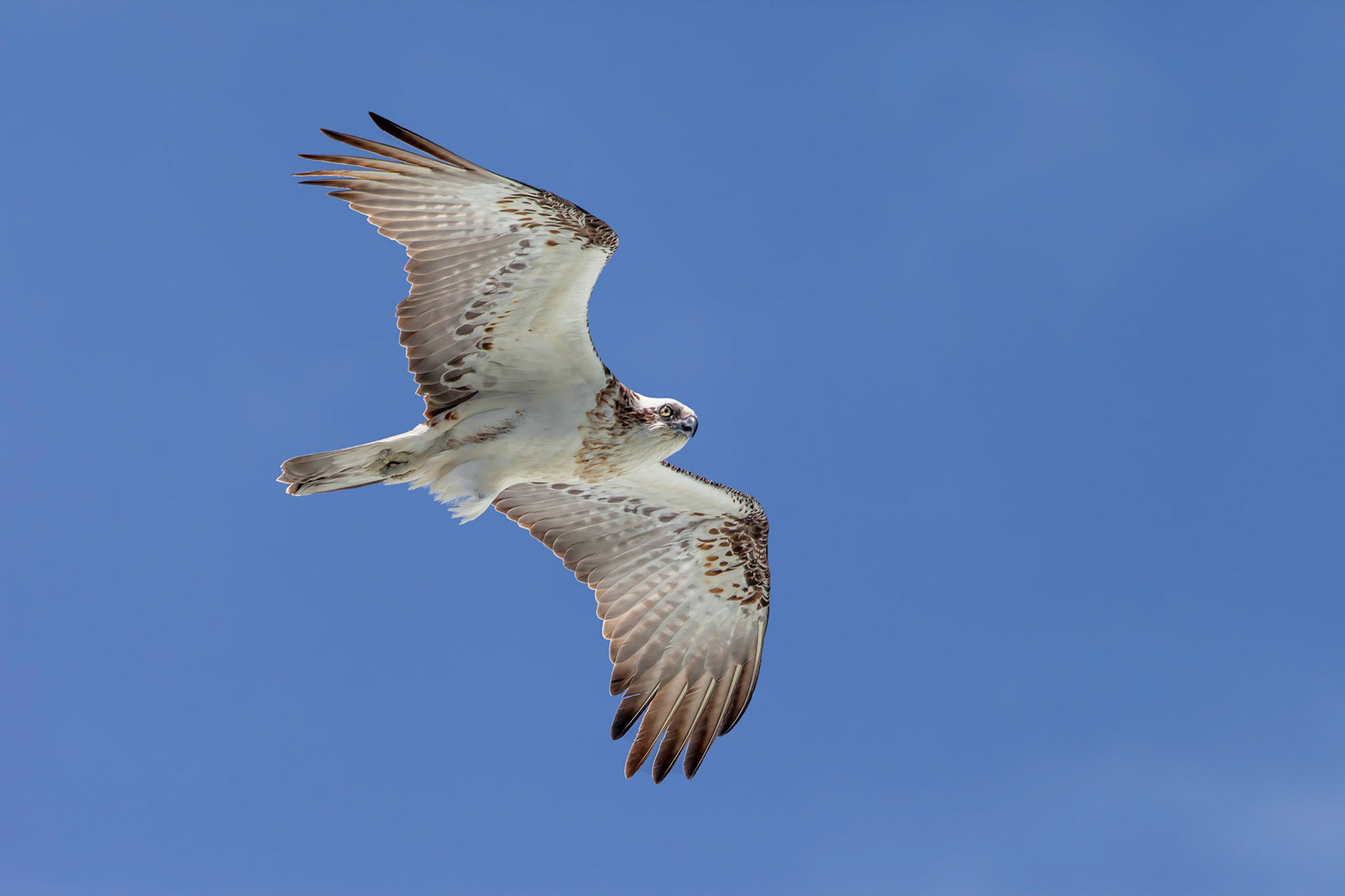 Eastern osprey