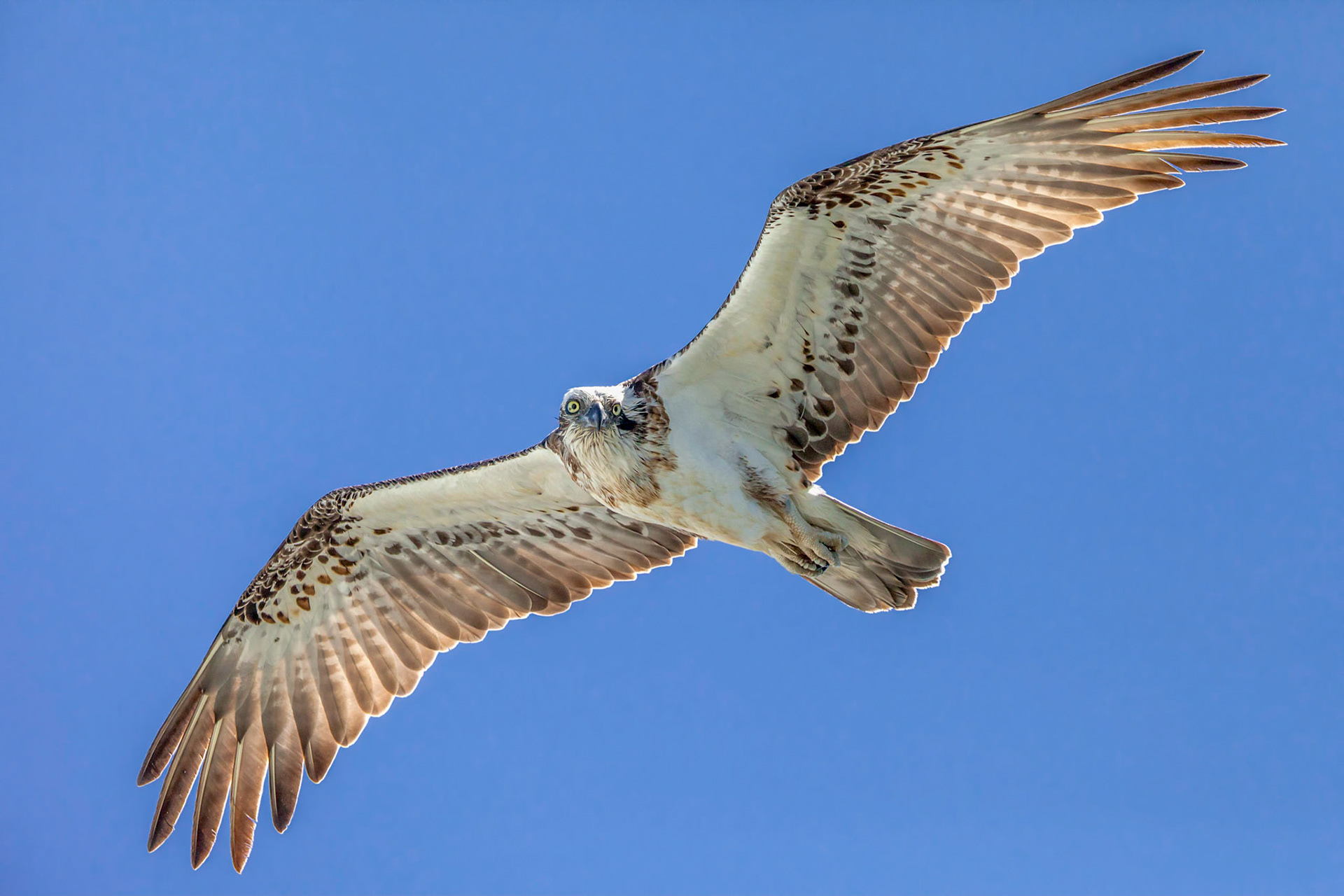 Eastern osprey