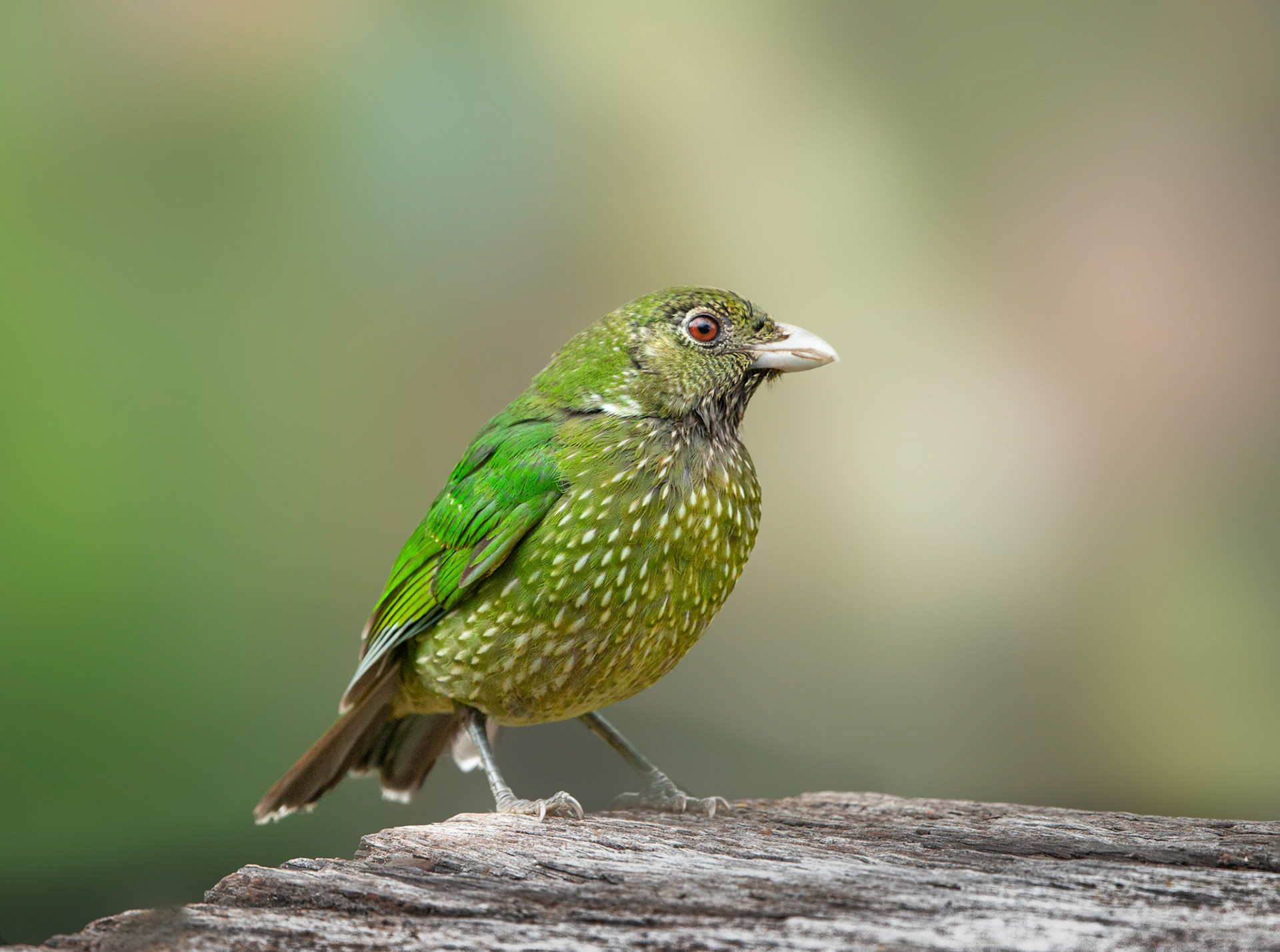 Green Catbird2