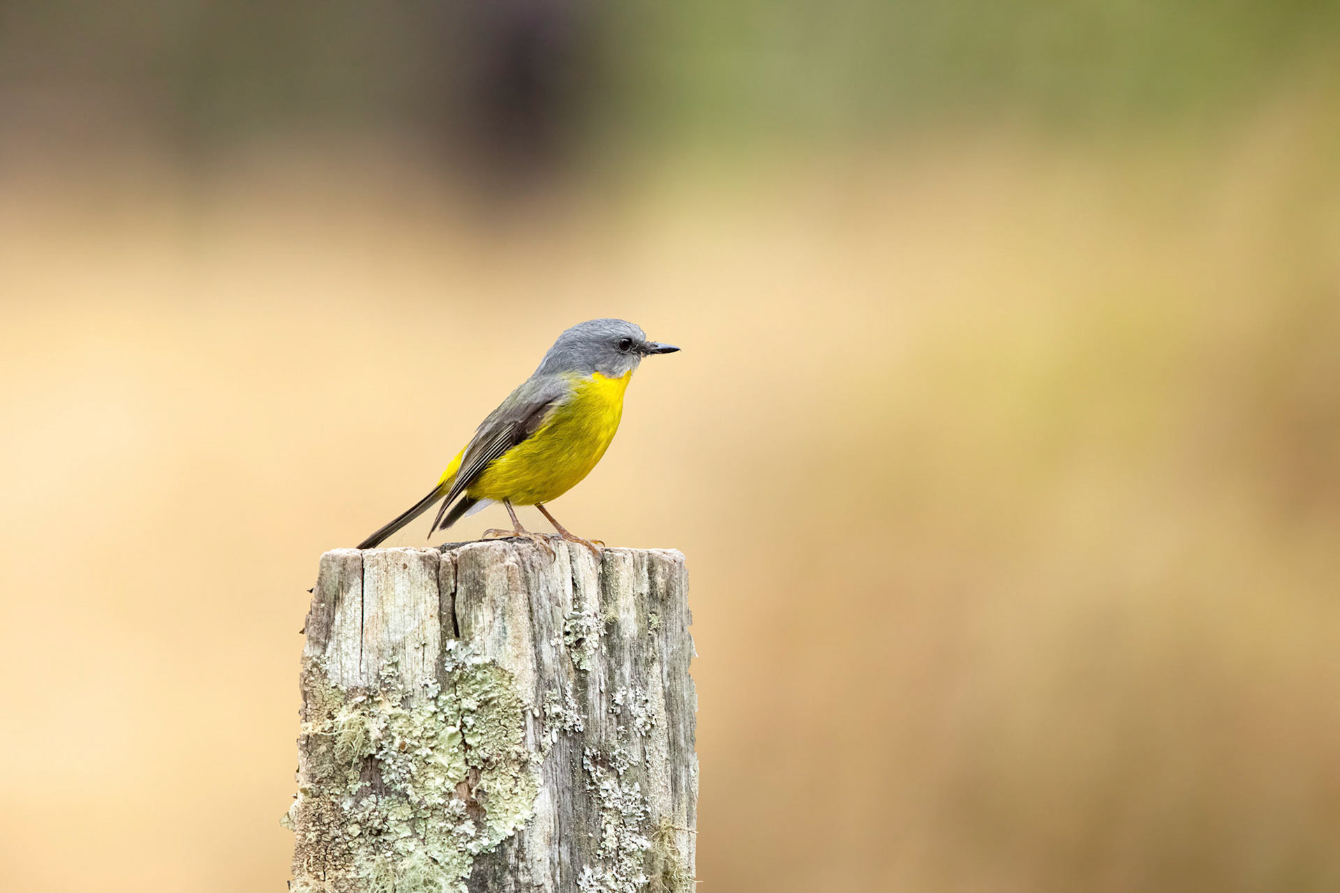 Yellow Robin