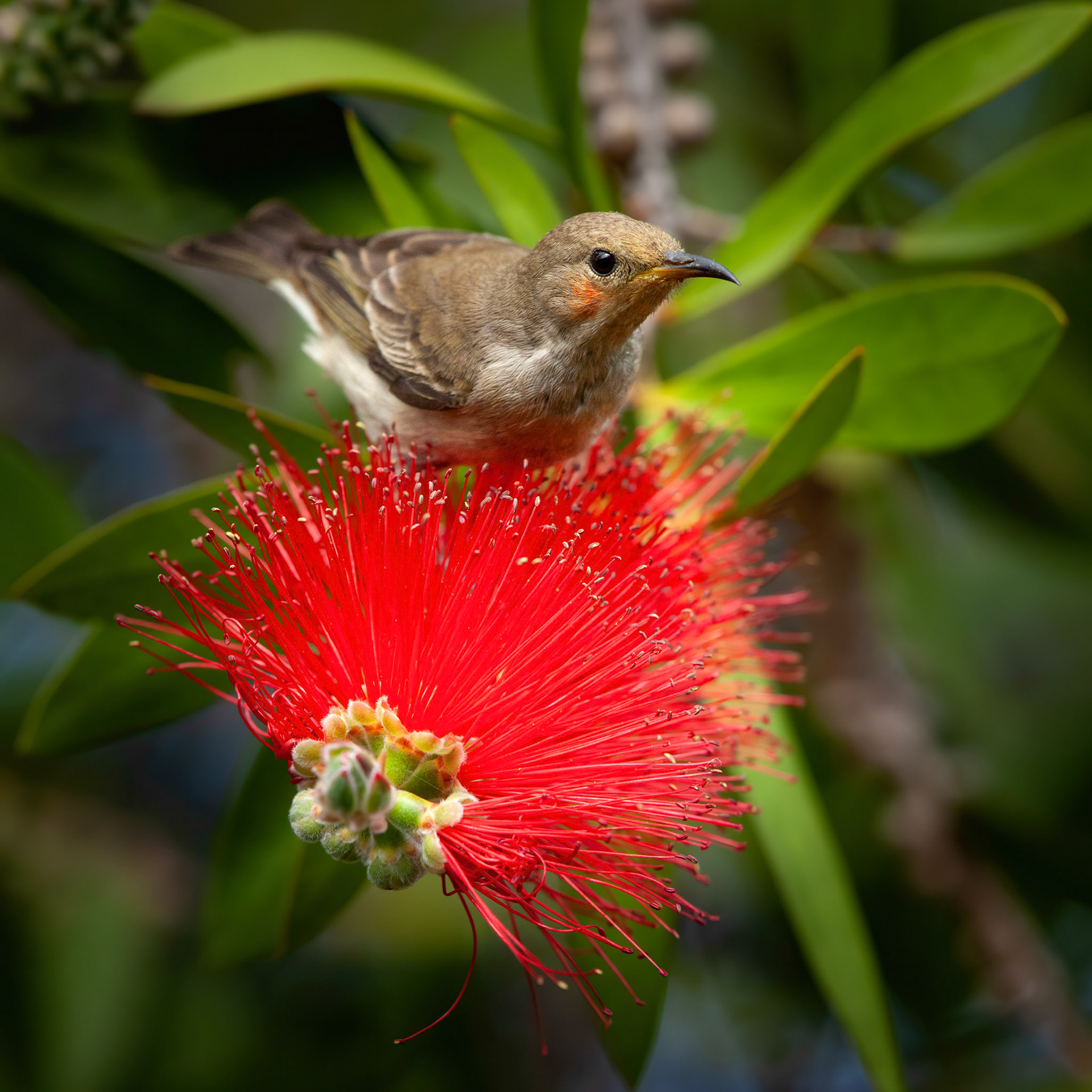 Brown Honeyeater