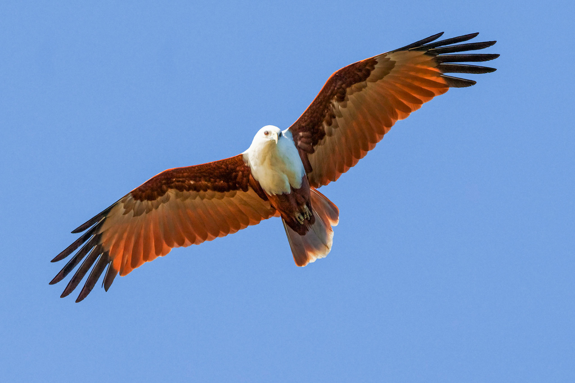 Brahminy kite