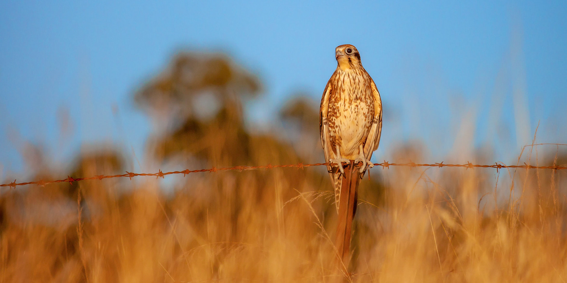 Brown falcon