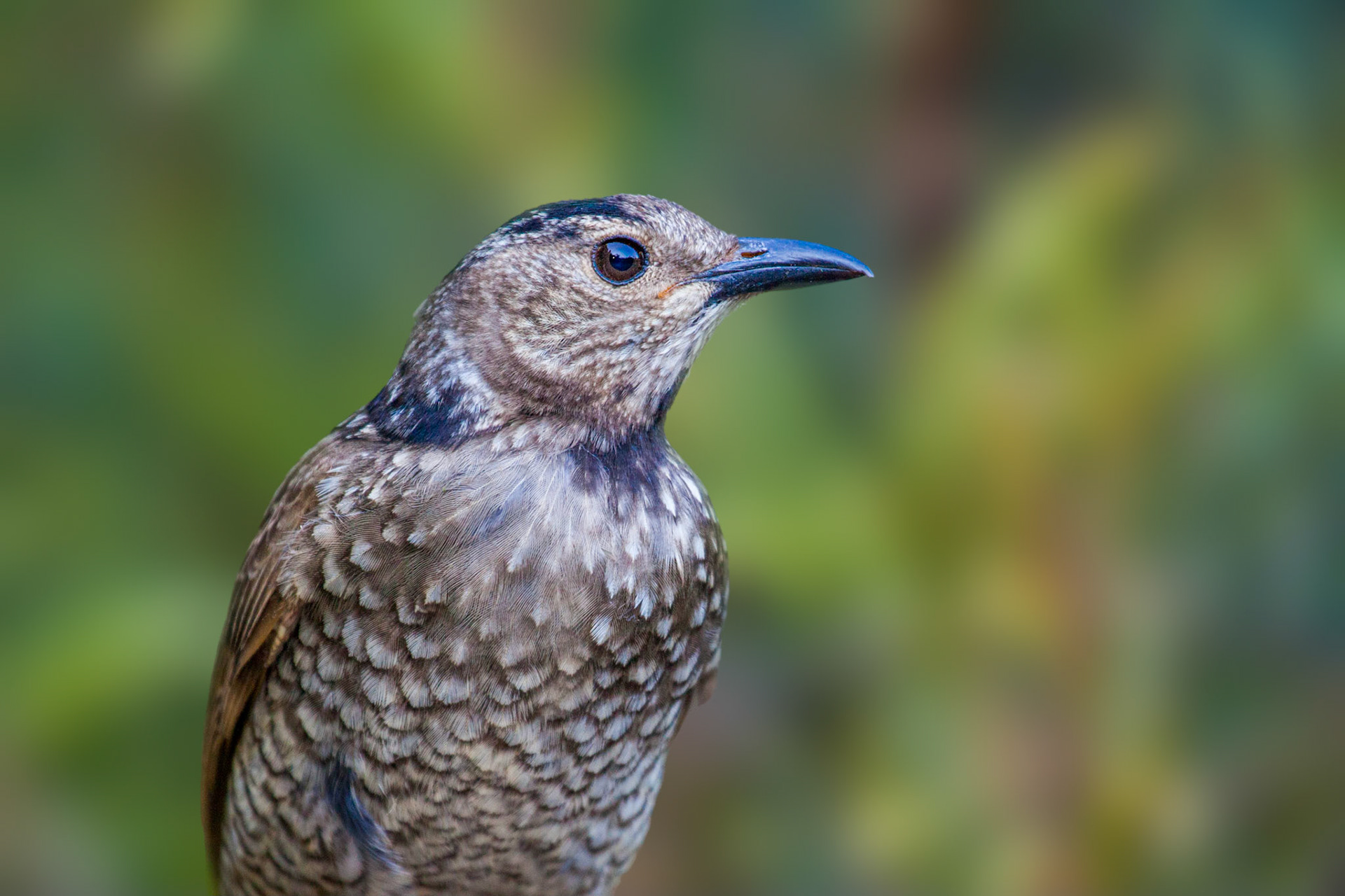 Regent bowerbird