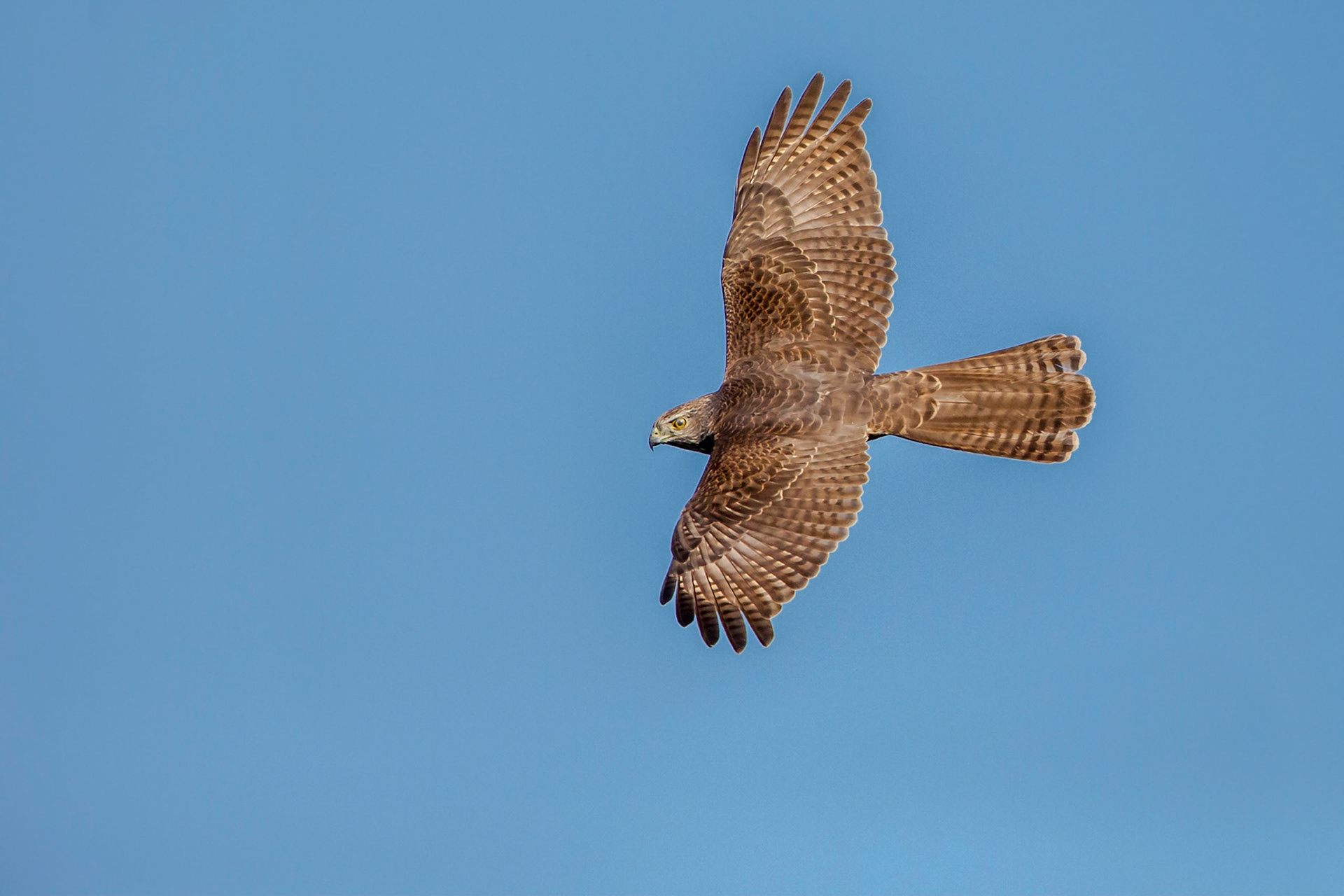 Brown Goshawk