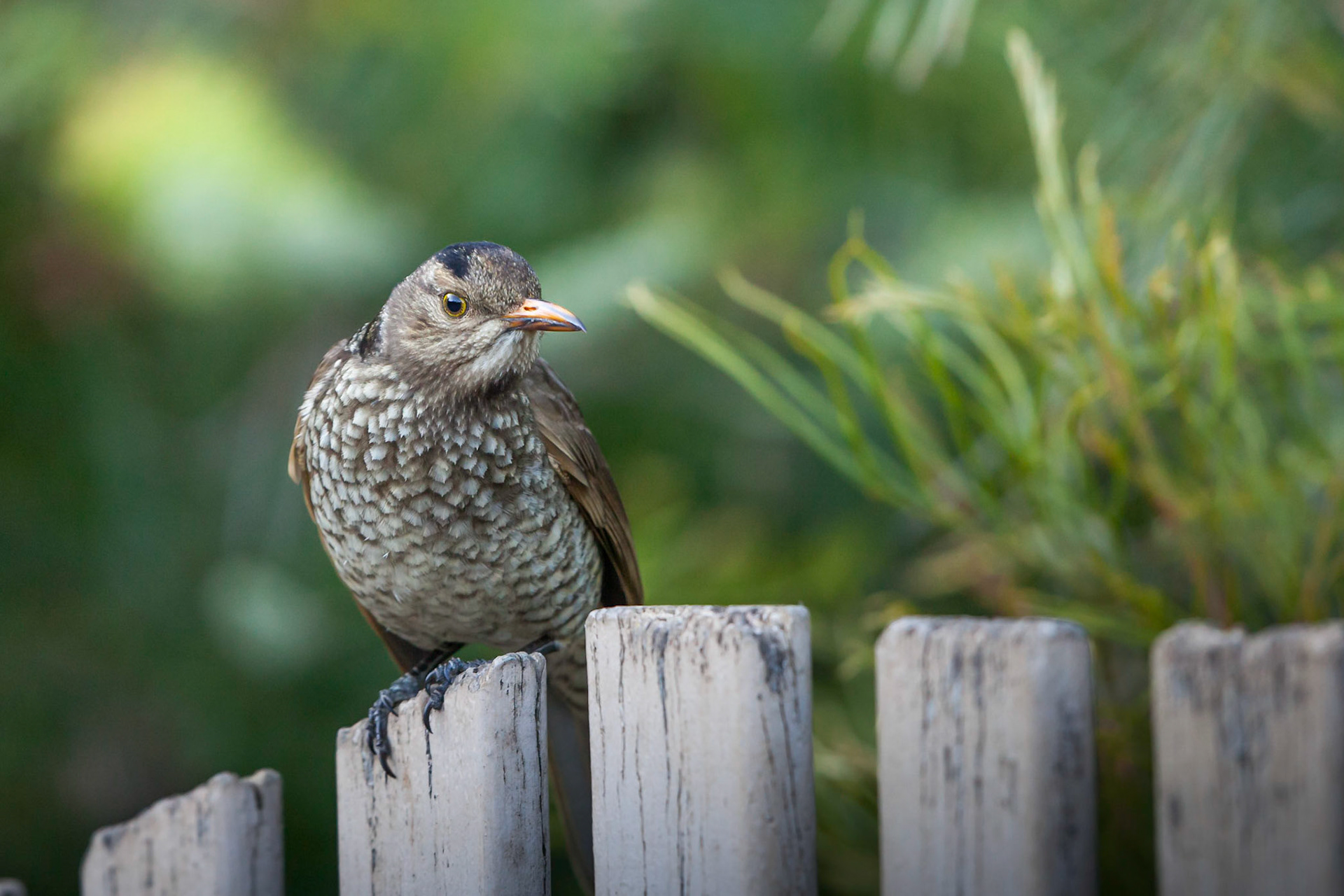 Regent bowerbird