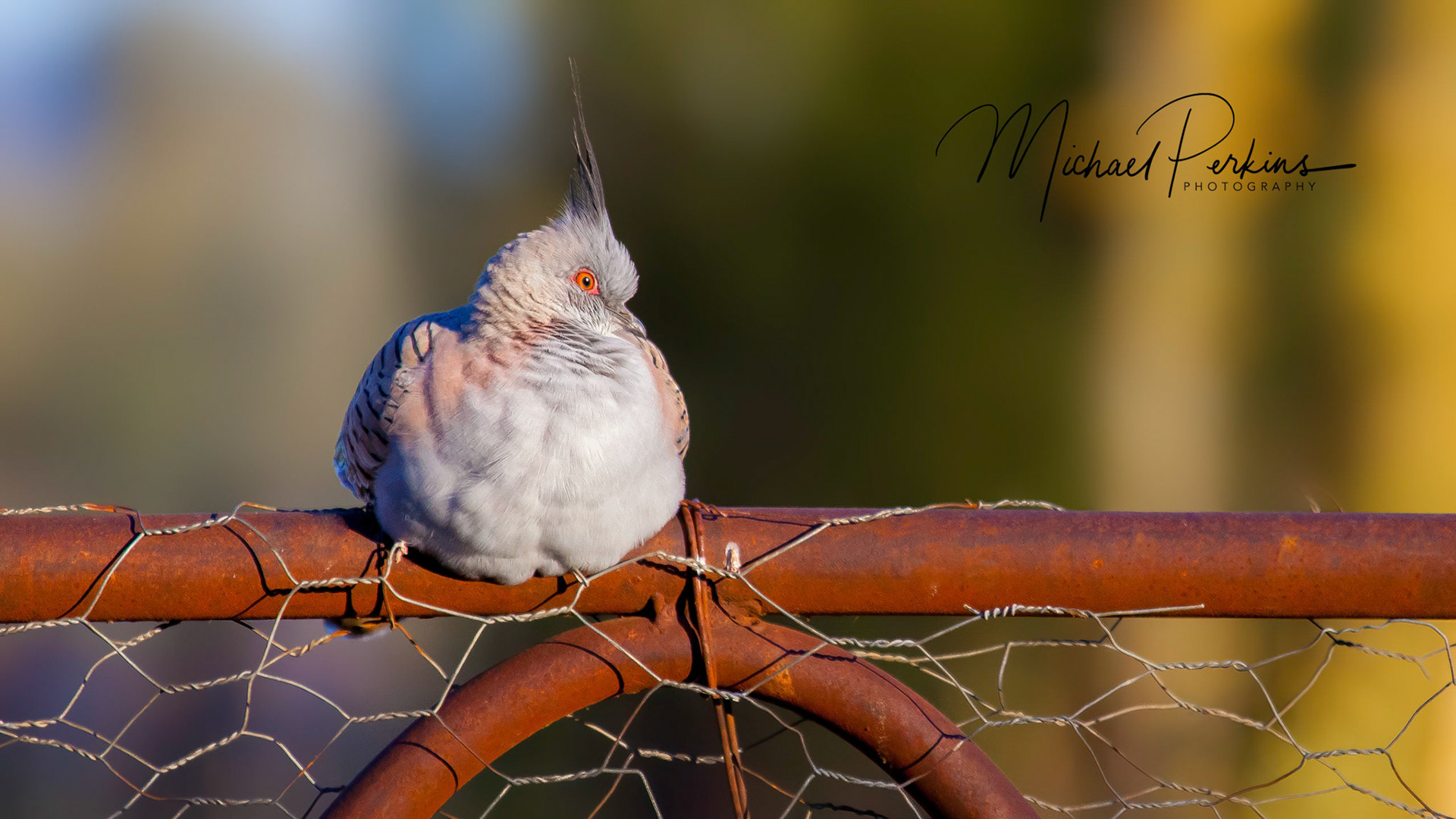 Crested pigeon