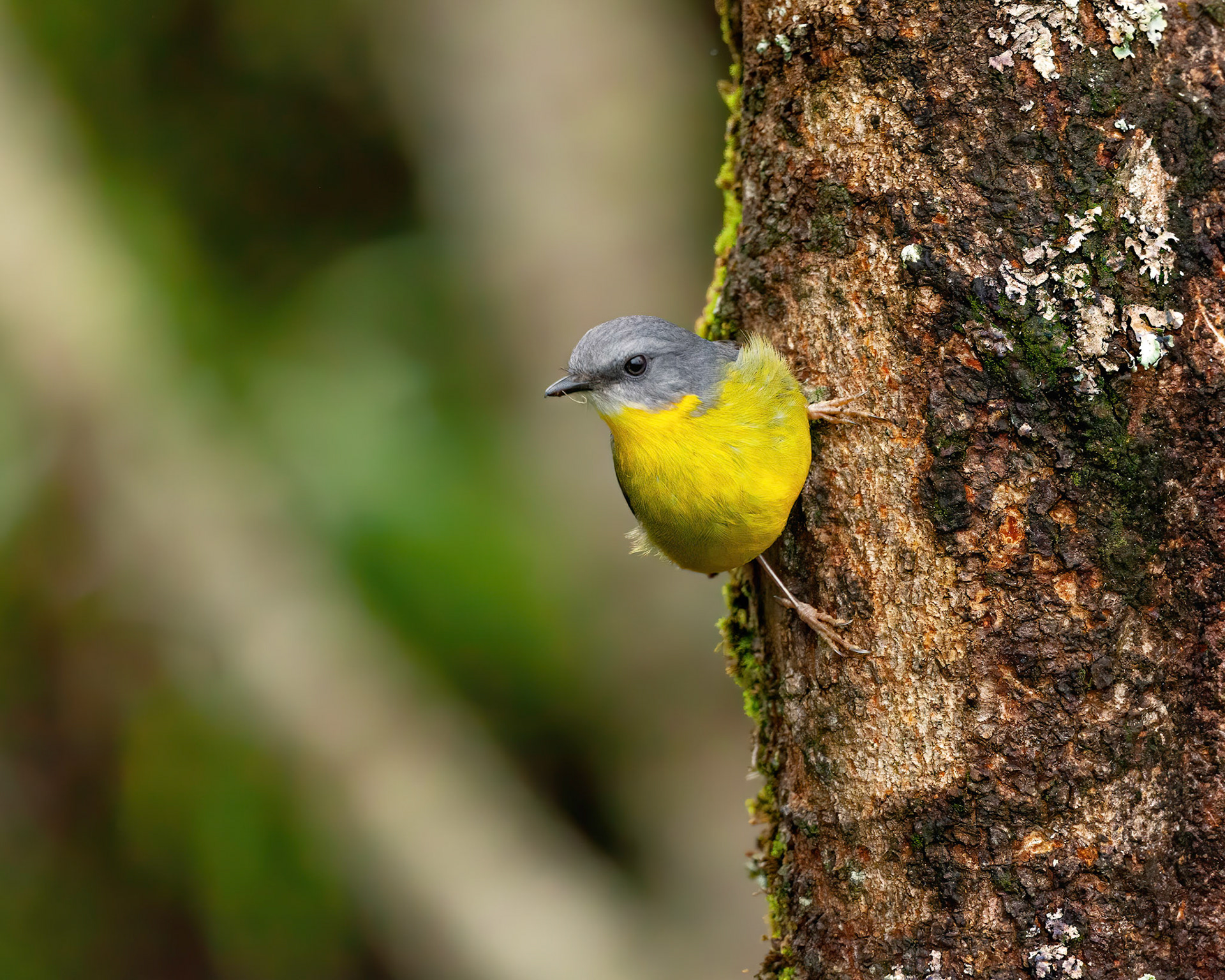 Eastern yellow robin2
