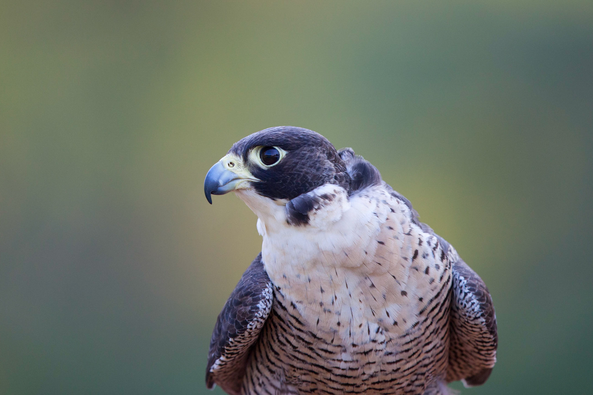 Peregrine falcon