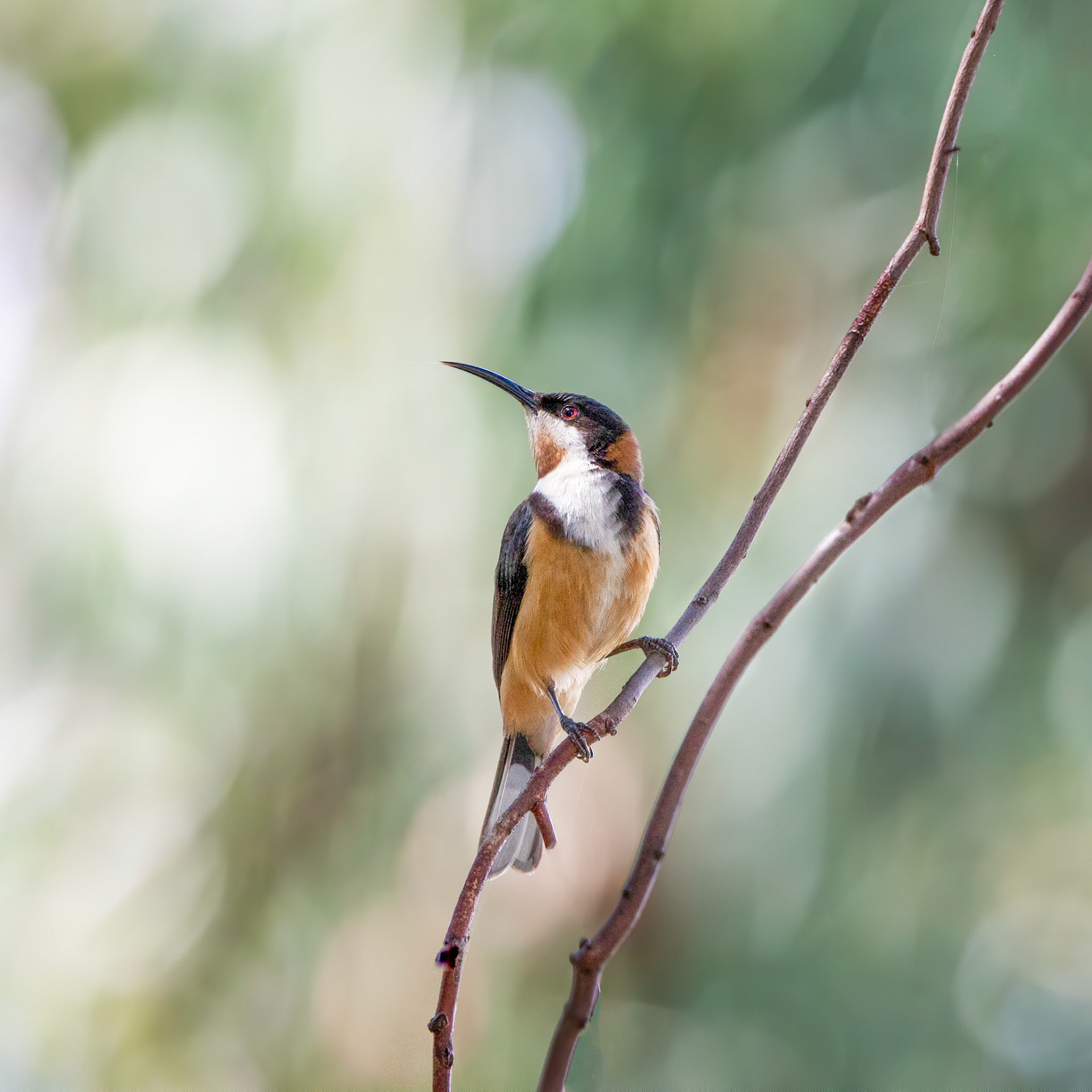 Eastern spinebill